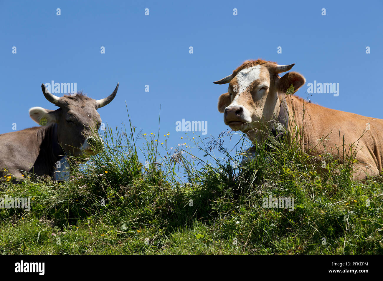 Les vaches sur sommet près de Steibis Hochgrat, Allgaeu, Bavaria, Germany Banque D'Images