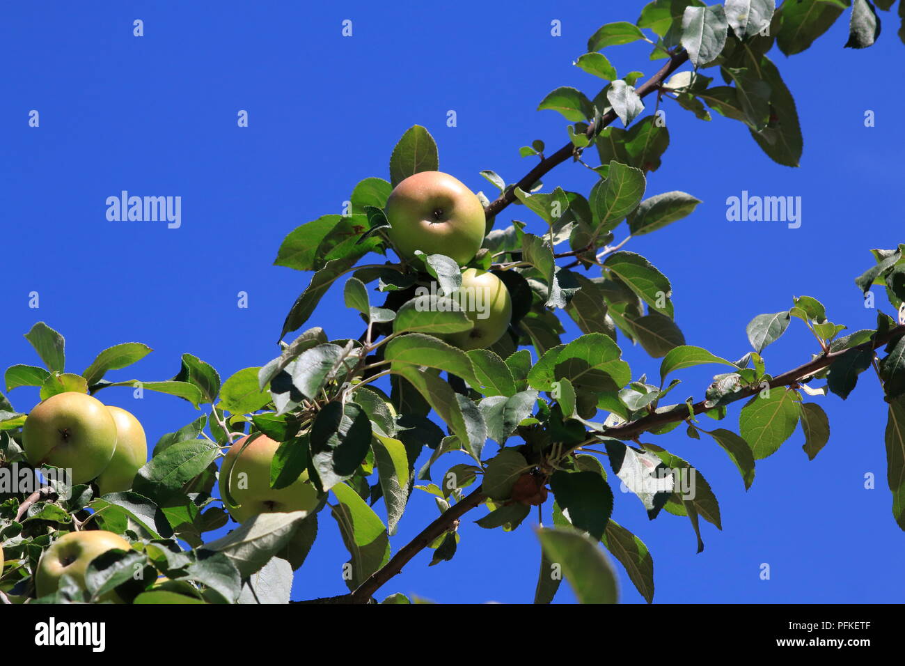 Azéméli Apfel, großer Menge, am Baum, hängend kurz vor der Ernte Banque D'Images