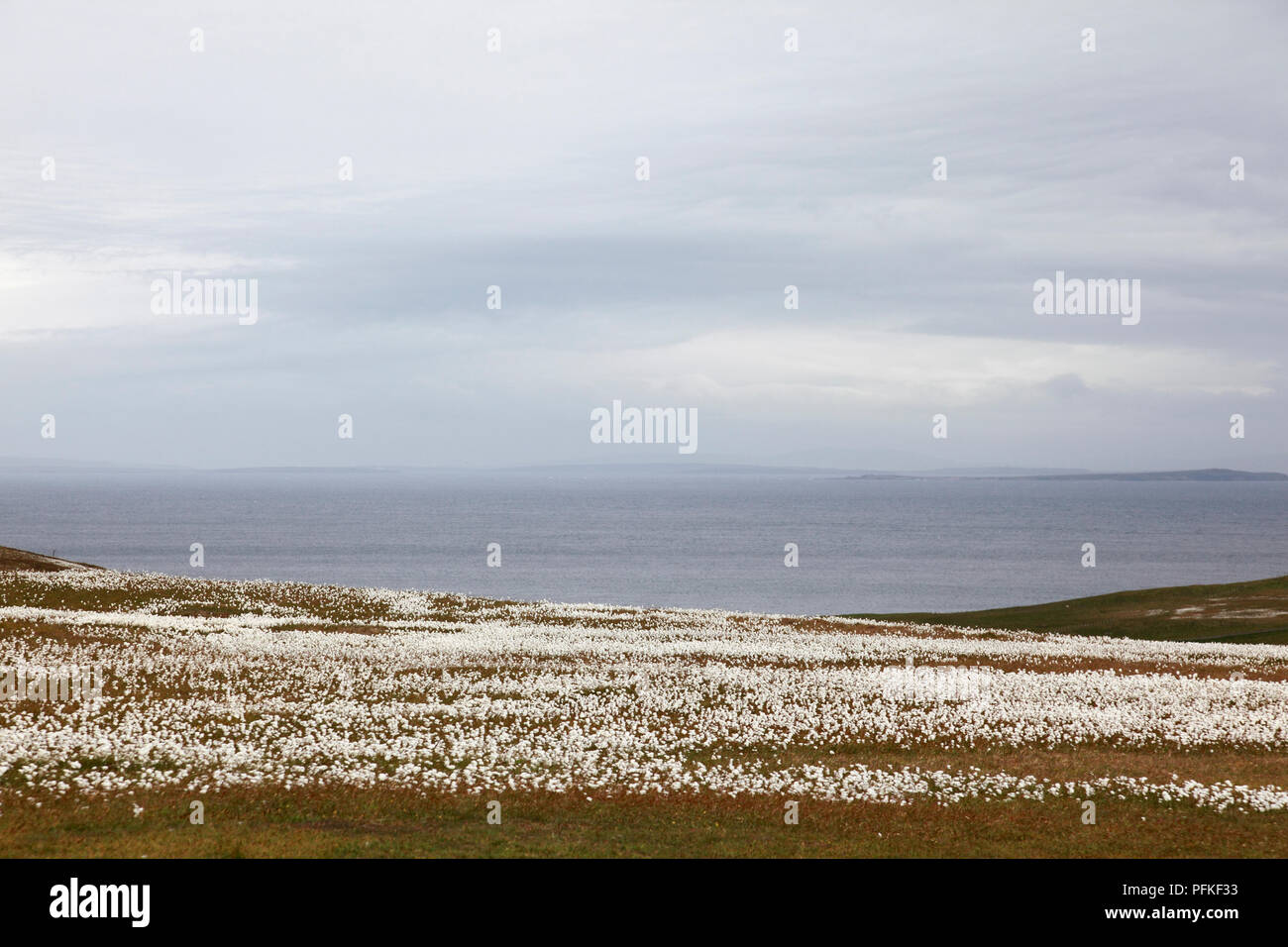 Bog coton, également connu sous le nom de linaigrettes, commune sur Duncansby Head, Caithness, en Écosse à l'ensemble du Pentland Firth à Orkney Banque D'Images