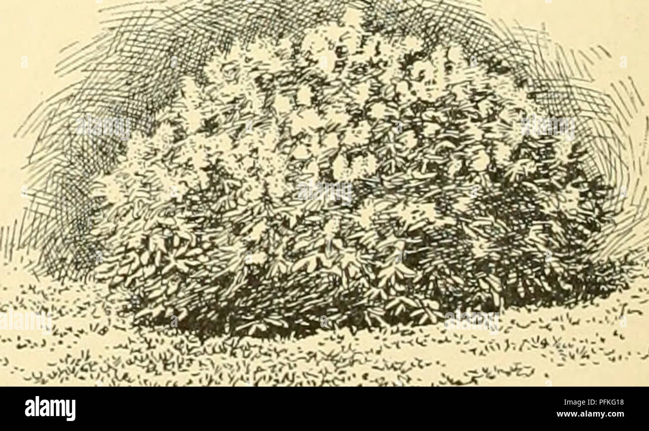 Ce travail offre un guide complet des pratiques horticoles, y compris la culture de plantes comme Syringa villosa (lilas), connue pour ses fleurs vertigineuses. Il fournit des descriptions des espèces, des recommandations de culture et des renseignements géographiques et biographiques utiles sur l'horticulture en Amérique du Nord. Banque D'Images