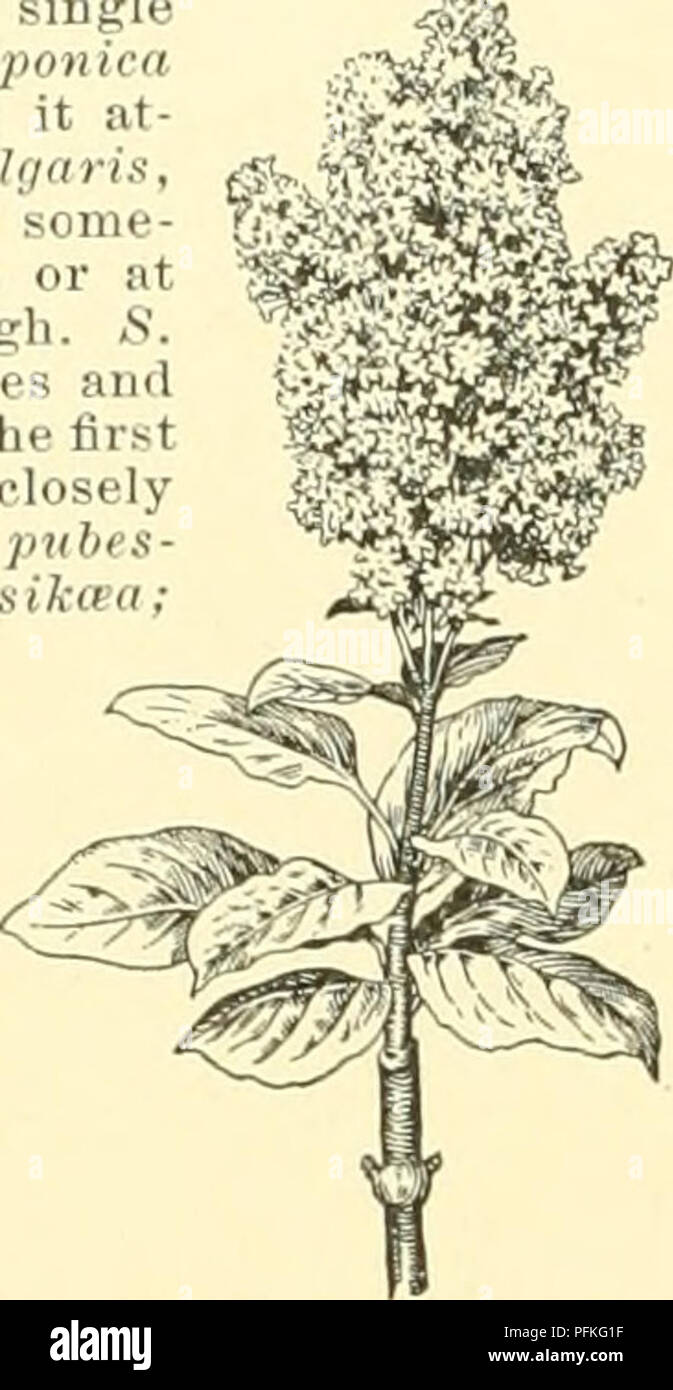 . Cyclopedia of American horticulture, comprenant des suggestions pour la culture de plantes horticoles, les descriptions des espèces de fruits, légumes, fleurs et plantes ornementales vendues aux États-Unis et au Canada, ainsi que des notes biographiques et géographiques, et d'un synopsis du règne végétal. Jardinage -- Dictionnaires ; plantes -- Amérique du Nord des encyclopédies. 1760 SYRINGA. 2450. Syrinsa villosa. (X 1 à 5.) Les lilas sont en fleurs très voyante, surtout lorsqu'amassé en groupes, et ces comme une règle sont les plus efficaces les moins de variétés différentes qu'ils contiennent. Le mélange de Banque D'Images