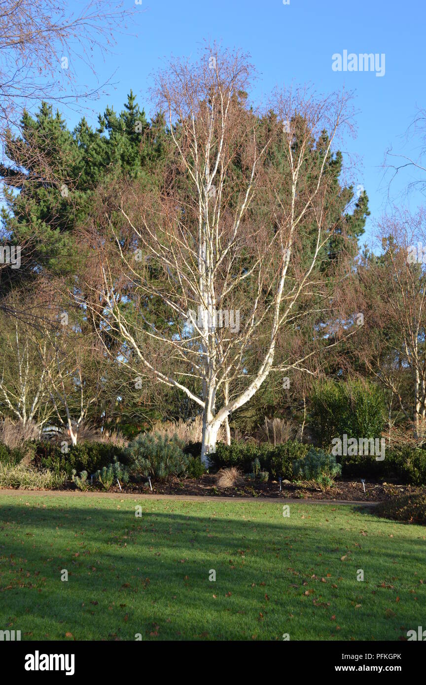 Le Betula utilis jacquemontii Jermyns var Banque D'Images