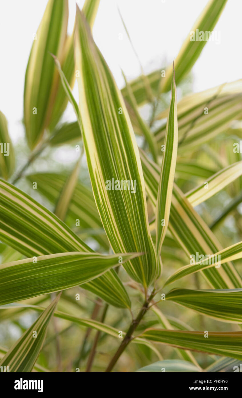 En vert et jaune des feuilles de bambou, close-up Banque D'Images