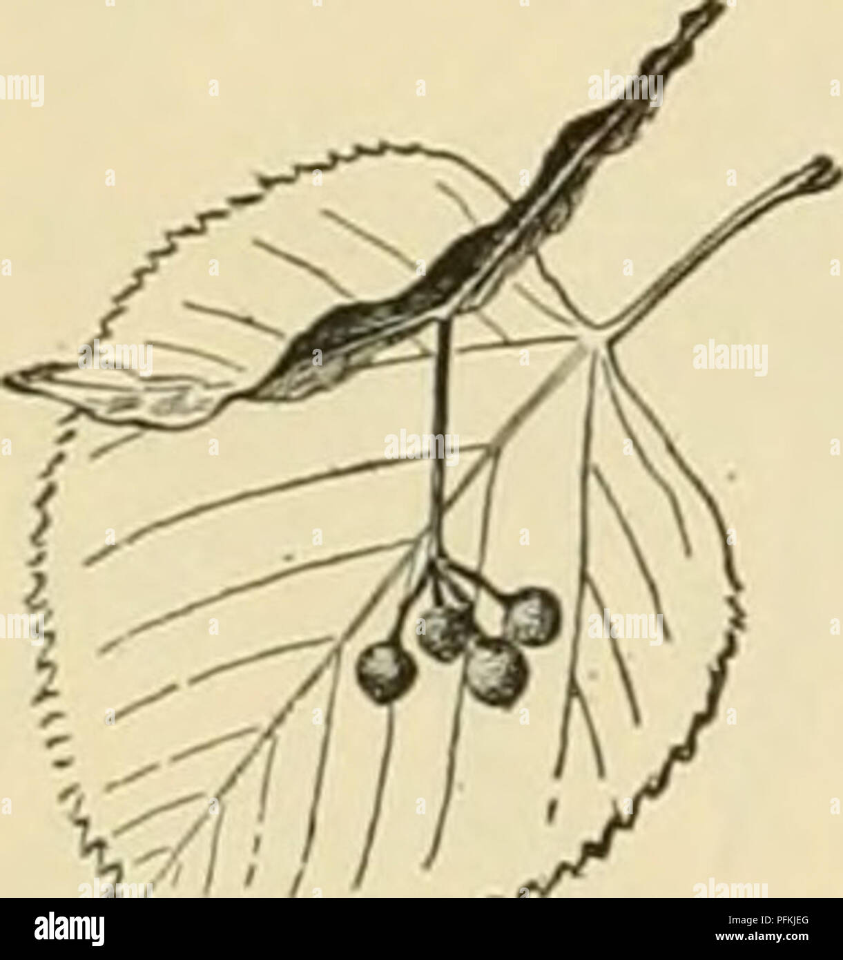 . Cyclopedia de cultures agricoles. Produits agricoles ; l'Agriculture. Fig. 439. IOleditschia criquet du miel triacanthos). délimité par le Mississ ippi-bassin, sur l'ouest et atteindre l'intérieur du Texas, une fois qu'un disque dur de grande forêt-bois, souvent mélangées avec des conifères qui a aussi parfois occuper e.xtensive domaines par eux-mêmes. (2) La région de la forêt du Pacifique à l'ouest moun- clut, composé presque exclusivement de la croissance des conifères, et (3) le prai- ries et région des plaines, entre la première et deuxième régions, avec pour seule- ment scat la croissance des arbres, principalement le long de la cours de l'eau. Si nous ajoutons l'examen économique et climatique Banque D'Images