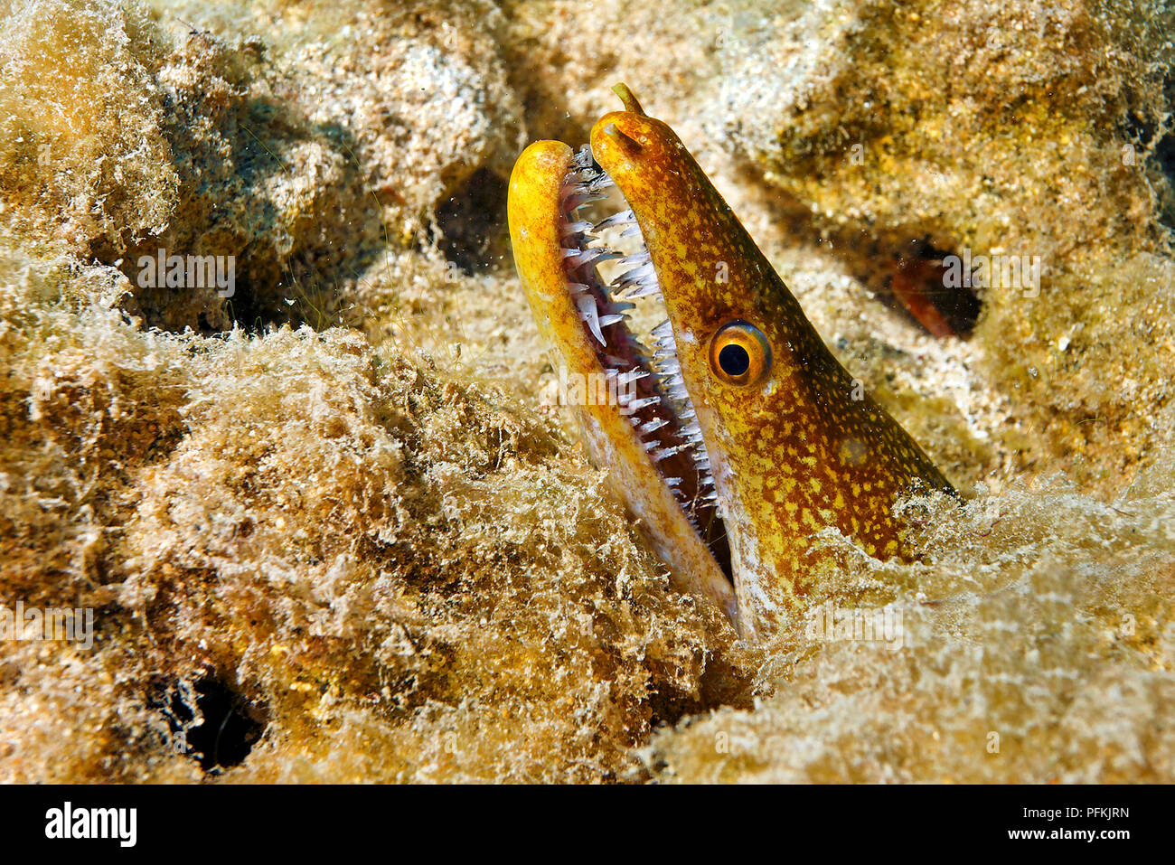 Fangtooth Tiger Moray, Moray (enchelycore anatina), portrait, l'île de Fuerteventura, îles Canaries, Espagne Banque D'Images