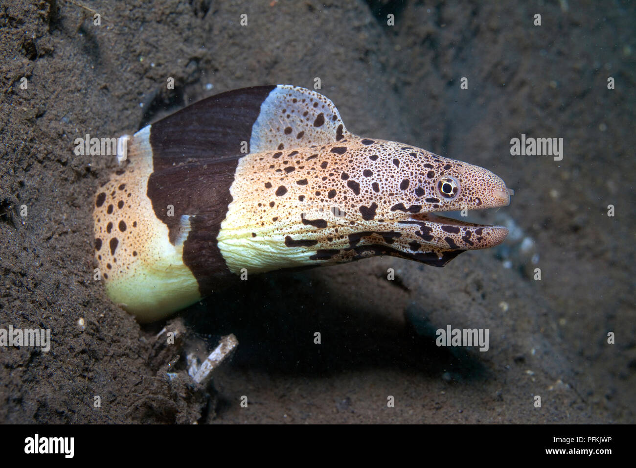 Chlamydatus moray moray de boue ou en bandes (Gymnothorax chlamydatus), la mer de Flores, en Indonésie Banque D'Images