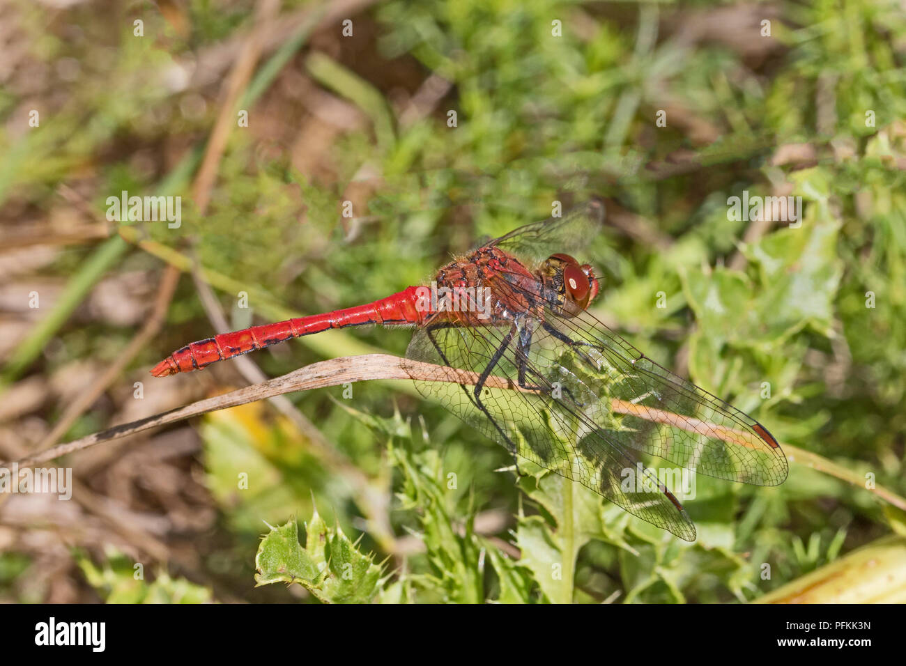 Ruddy mâle Sympetrum sanguineum (dard) Banque D'Images