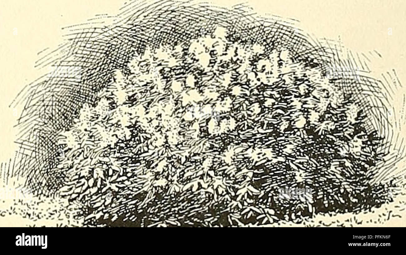 La Cyclopédie de l'horticulture américaine est une ressource étendue sur les pratiques horticoles, détaillant la culture et les caractéristiques de plantes telles que Syringa villosa (lilas). Il fournit des conseils sur la sélection des espèces végétales, soulignant l'importance de la variété et de la saison de floraison à des fins esthétiques et agricoles. Banque D'Images