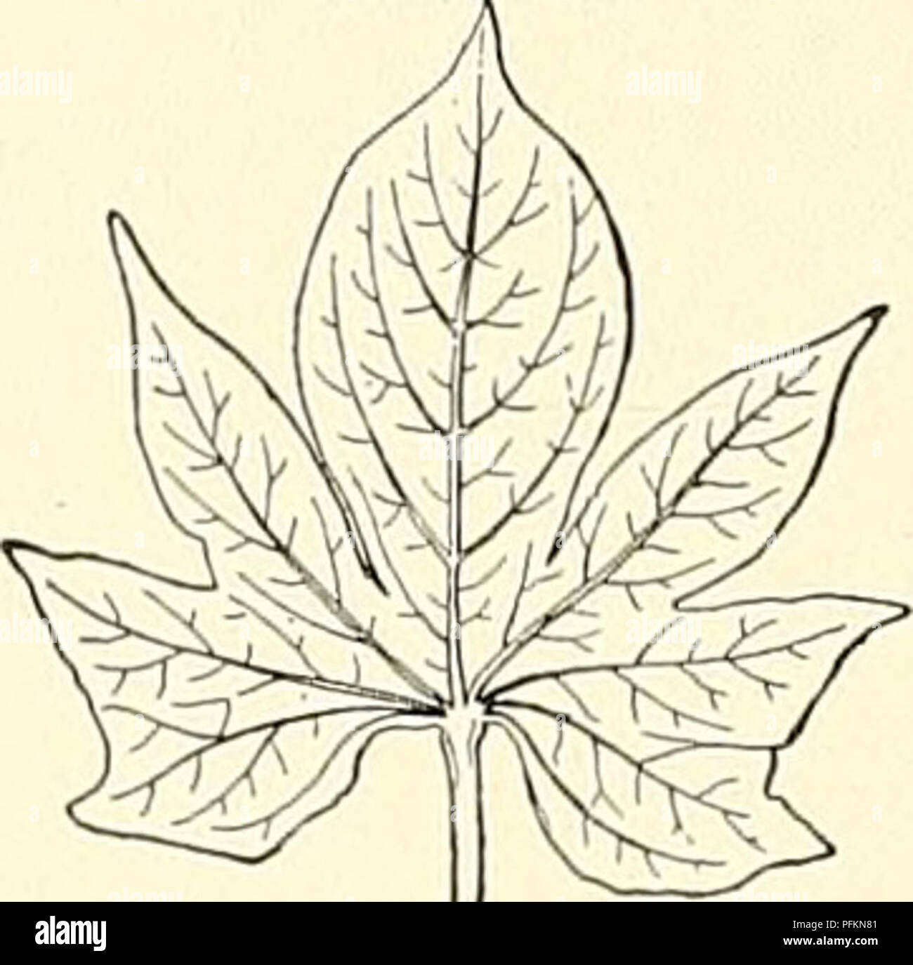 . Cyclopedia of American horticulture, comprenant des suggestions pour la culture de plantes horticoles, les descriptions des espèces de fruits, légumes, fleurs et plantes ornementales vendues aux États-Unis et au Canada, ainsi que des notes biographiques et géographiques. Le jardinage. VIHCLtSaiLA.). Veuillez noter que ces images sont extraites de la page numérisée des images qui peuvent avoir été retouchées numériquement pour plus de lisibilité - coloration et l'aspect de ces illustrations ne peut pas parfaitement ressembler à l'œuvre originale.. Bailey, L. H. (Liberty Hyde), 1858-1954 ; Ed Miller, Wilhelm, b. 1869, joint Banque D'Images