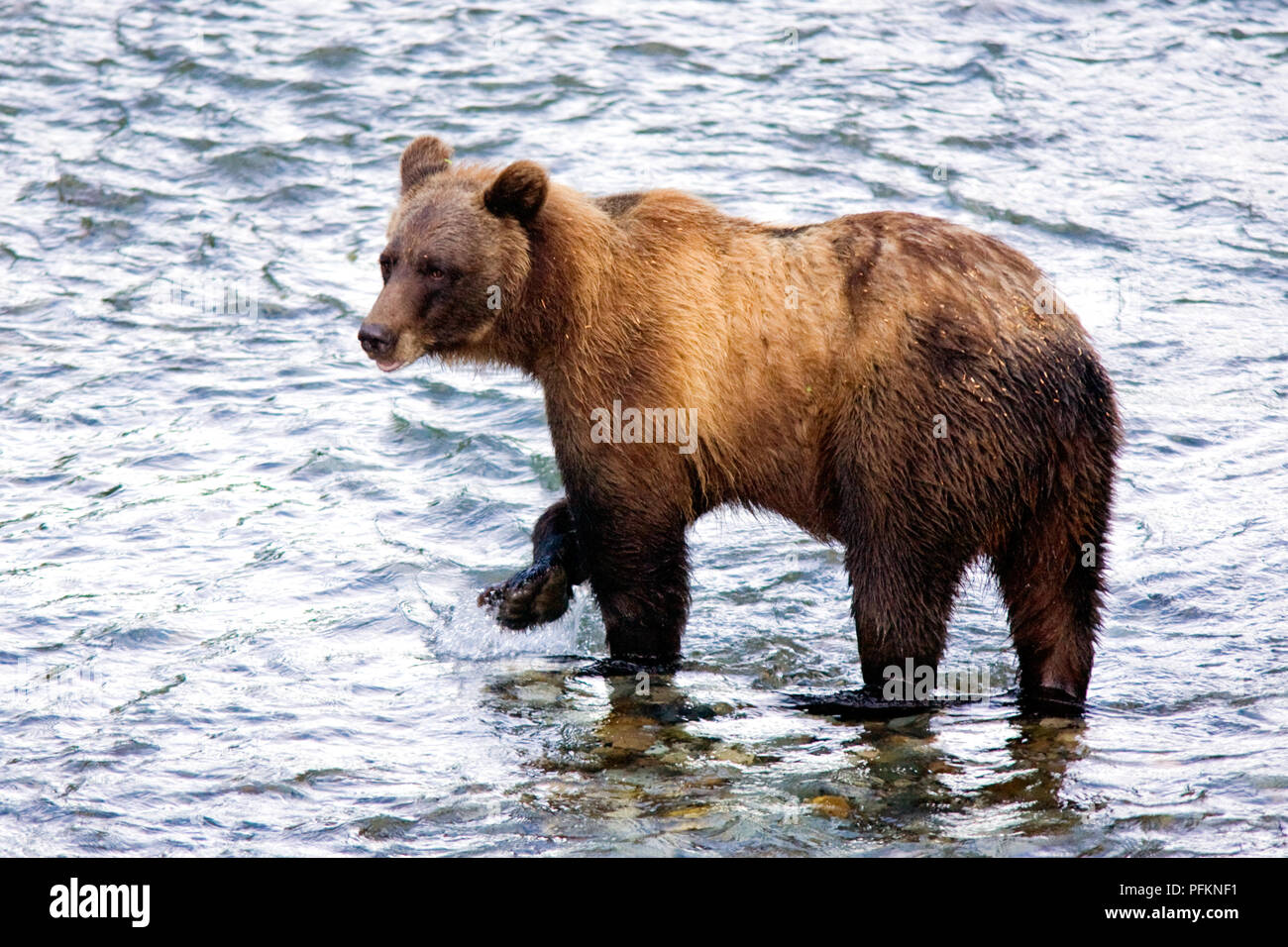 Grizzly ou un ours brun - Fish Creek, Alaska, USA Banque D'Images