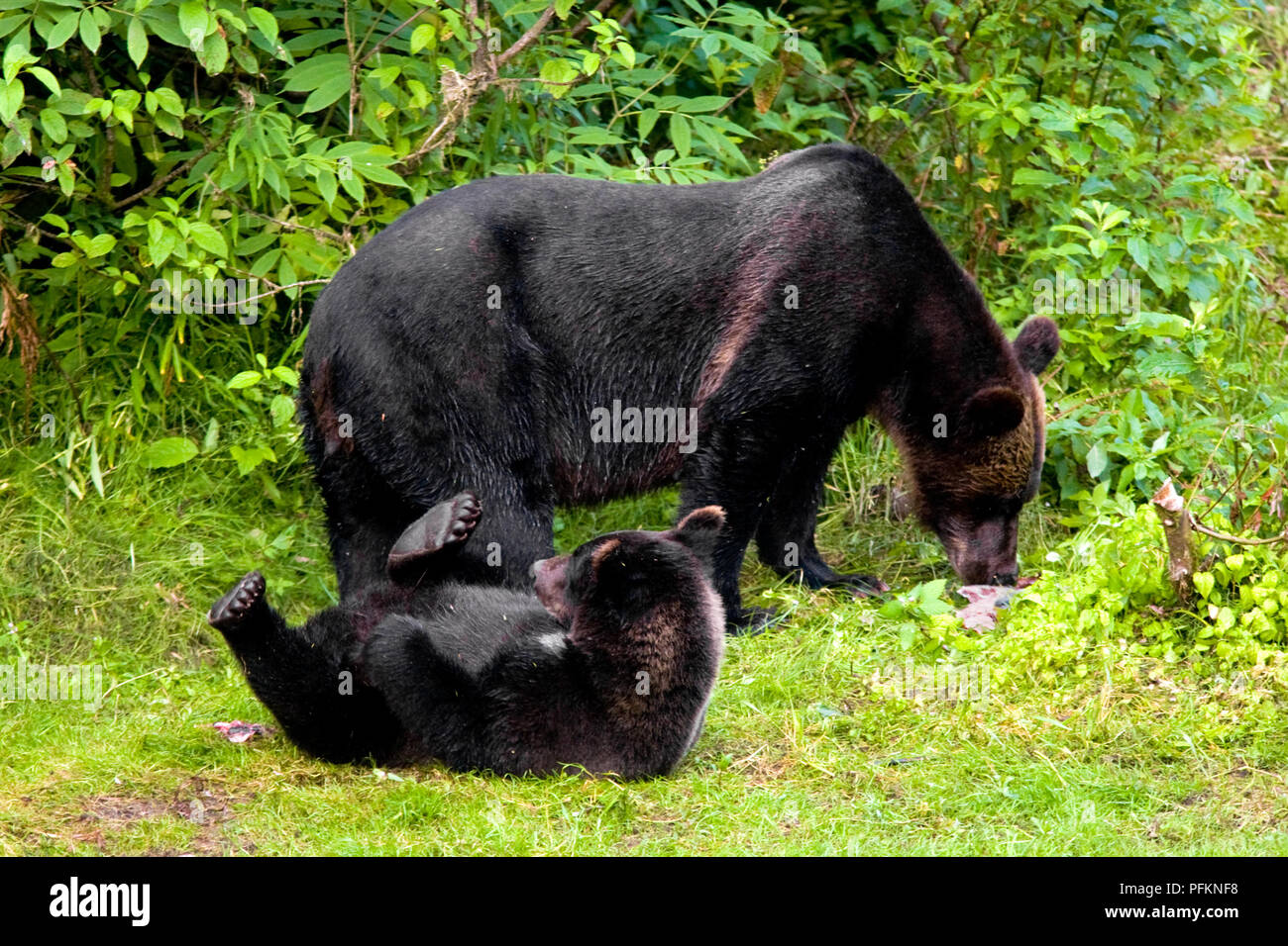 Grizzly Bear Cub à Fish Creek, Alaska, USA Banque D'Images