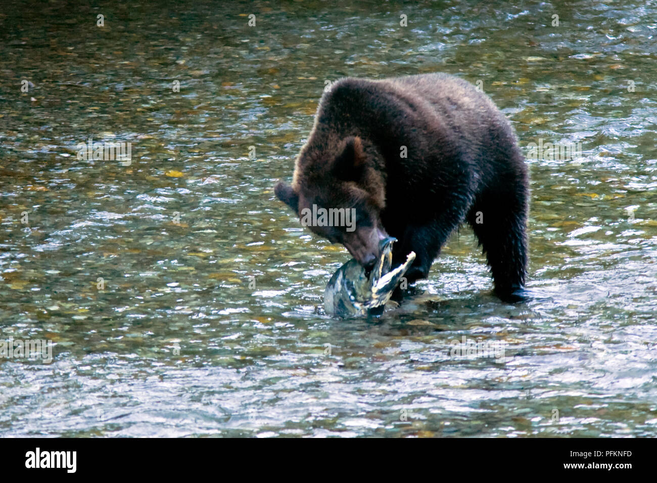 Grizzly ou un ours brun - Fish Creek, Alaska, USA Banque D'Images