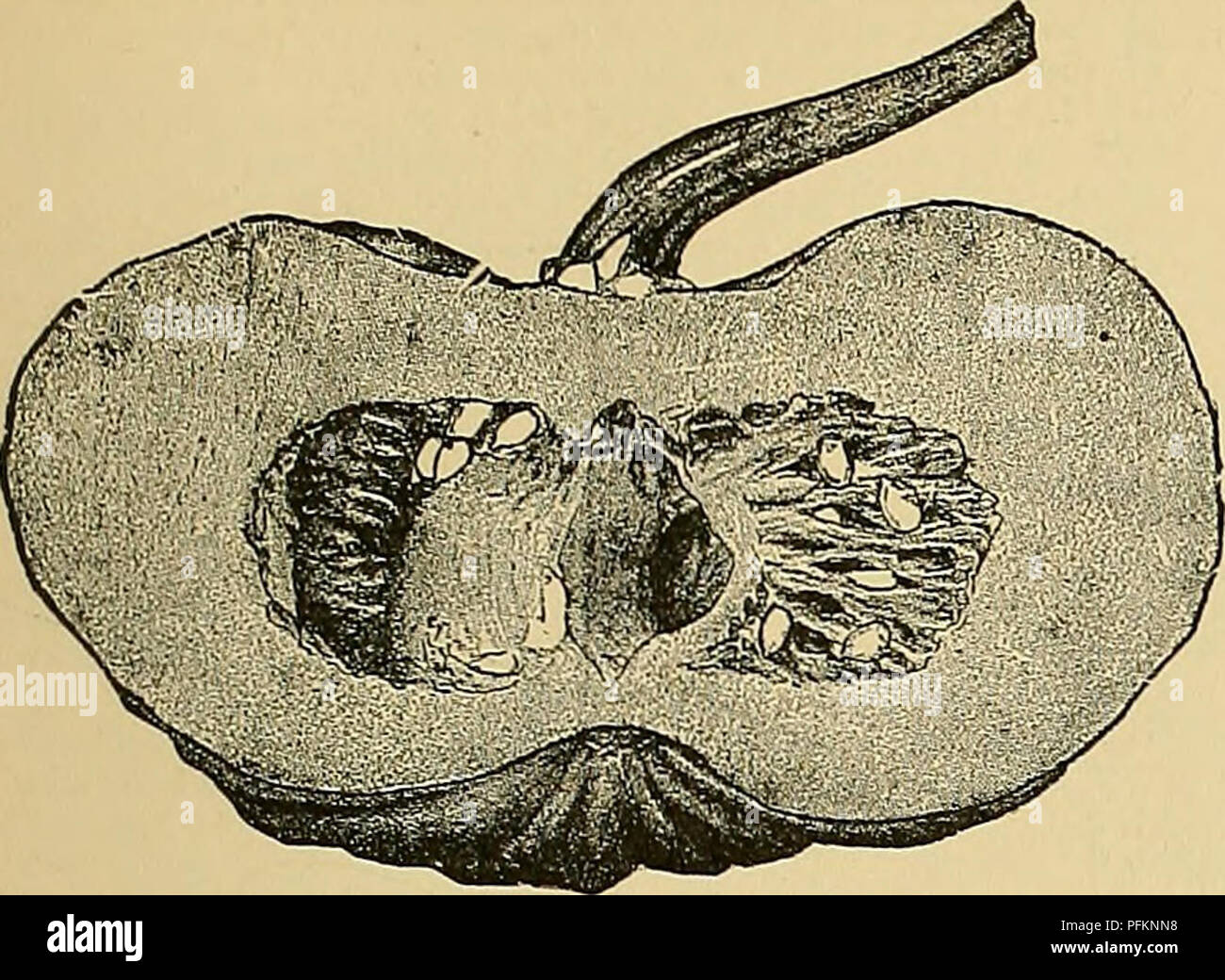Cette référence horticole traite de la culture de plantes, dont Cunninghamia Cuphea et Cucurbita moschata, une variété japonaise de citrouille. Il fournit des descriptions détaillées des caractéristiques des plantes et des méthodes de culture. Banque D'Images