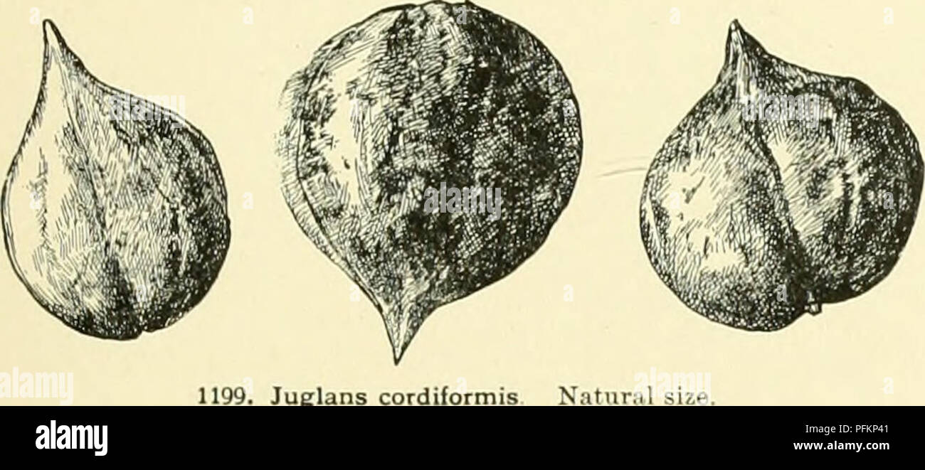 Cette *Cyclopédie de l'horticulture américaine* fournit des renseignements complets sur la culture des fruits, des légumes, des fleurs et des plantes ornementales, y compris des descriptions détaillées des espèces et leur répartition géographique en Amérique du Nord. Banque D'Images