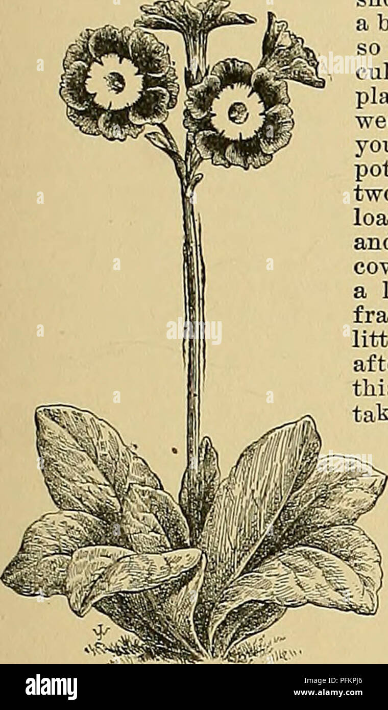 . Cyclopedia of American horticulture, comprenant des suggestions pour la culture de plantes horticoles, les descriptions des espèces de fruits, légumes, fleurs et plantes ornementales vendues aux États-Unis et au Canada, ainsi que des notes biographiques et géographiques. Le jardinage. AURICULA AZALEA 119. 171. Auricula iXX). passer à travers les mois les plus chauds beaucoup mieux dans des boîtes que dans des pots, car ils peuvent être conservés plus uniformément humide. Pour leur résidence d'été, un cadre en bois placées sur les cendres de charbon tamisé sur le côté nord d'un bâtiment ou un mur, ou presque n'importe quelle situation où ils seront à l'abri de Banque D'Images