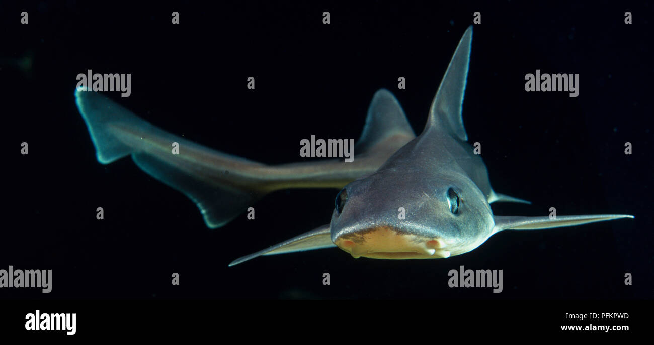 Lisse étoilé-hound (Mustelus asterias) Nager avec ses nageoires pectorales étendu sur le côté, vue de face. Banque D'Images