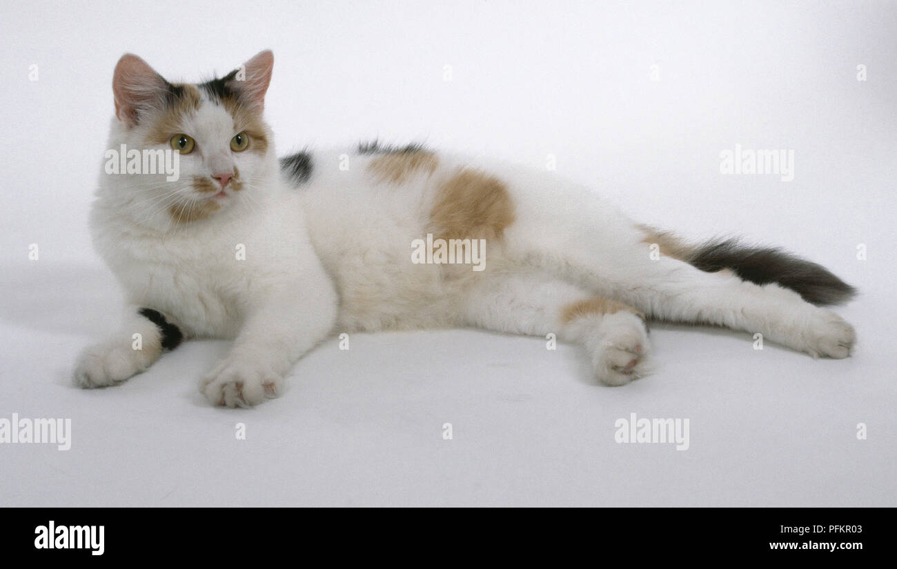 Et Blanc Tabby Cat Aux Cheveux Courts Non Arbre Avec Des Traces De Couleur Rose Pale Noir Rouge Et Plus Riche Couchee Avec Les Jambes Etendues Vue De Cote Photo Stock Alamy