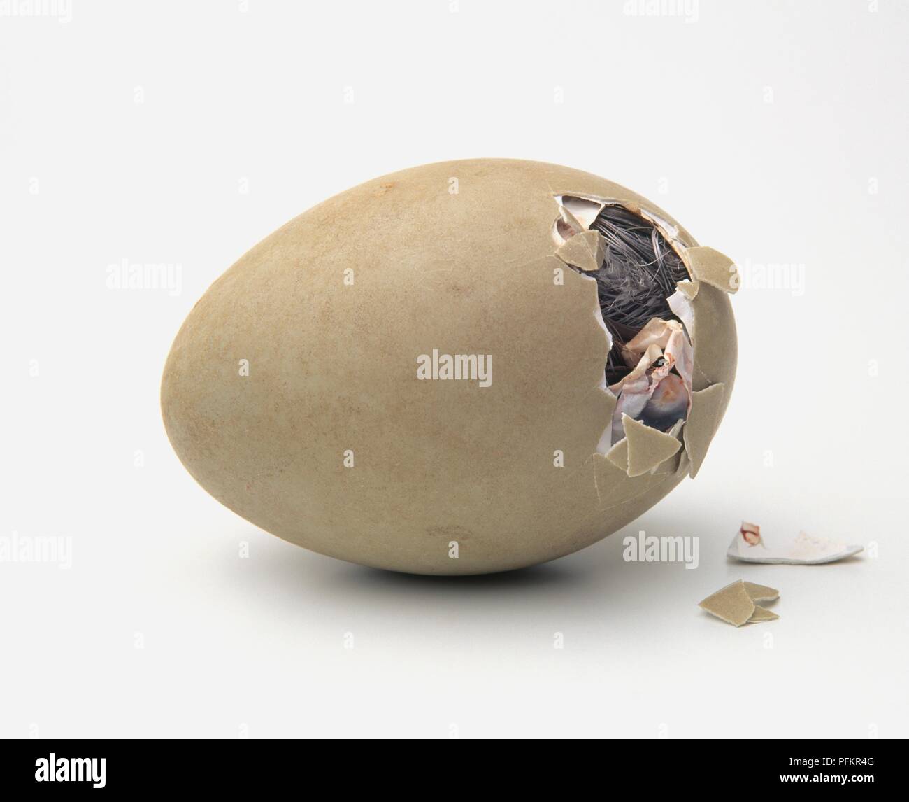 Mute swan (Cygnus olor) hatchling briser shell Banque D'Images