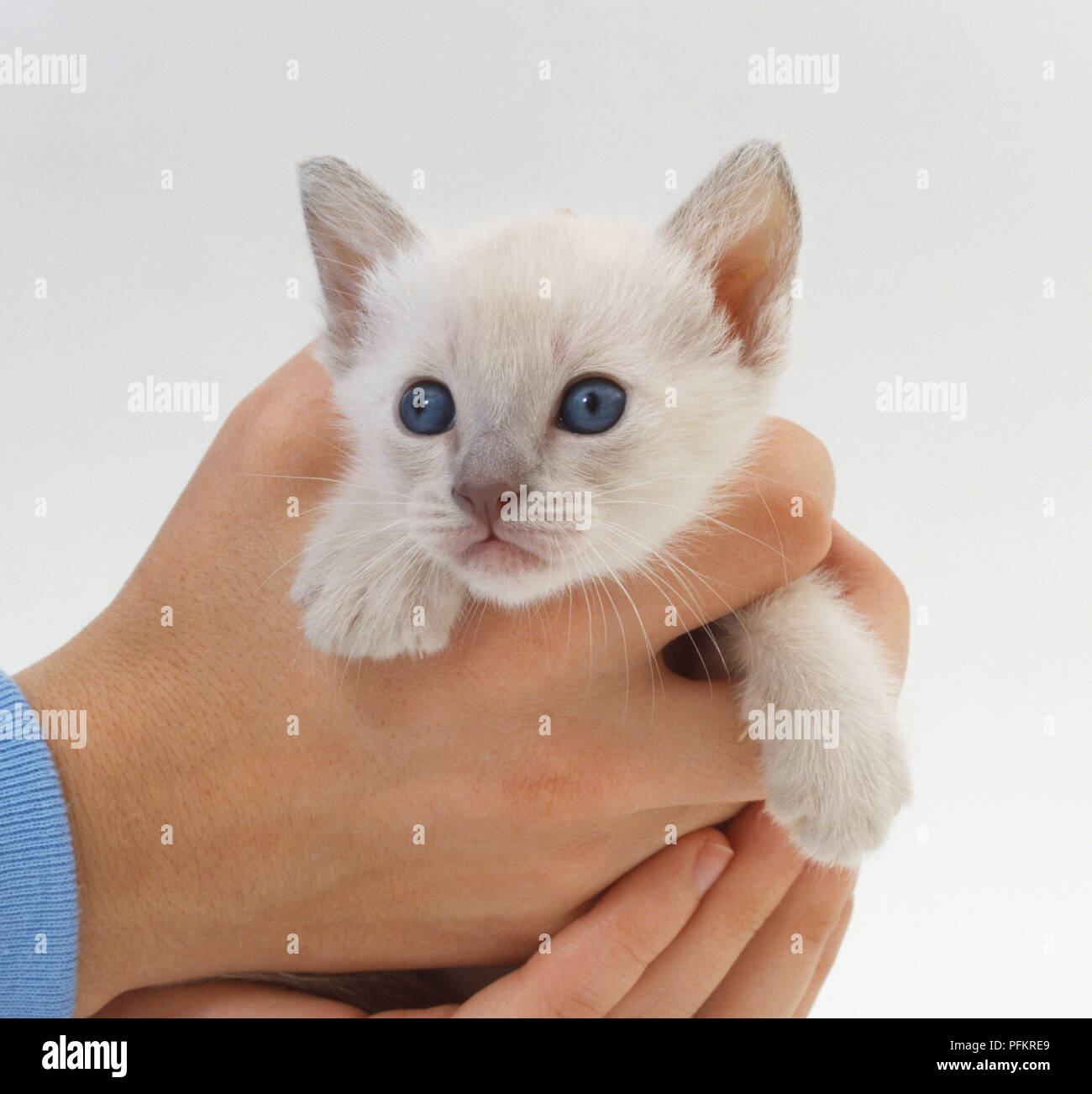 Un Petit Chaton Blanc Aux Yeux Bleus Dans Une Man S Hands Photo Stock Alamy
