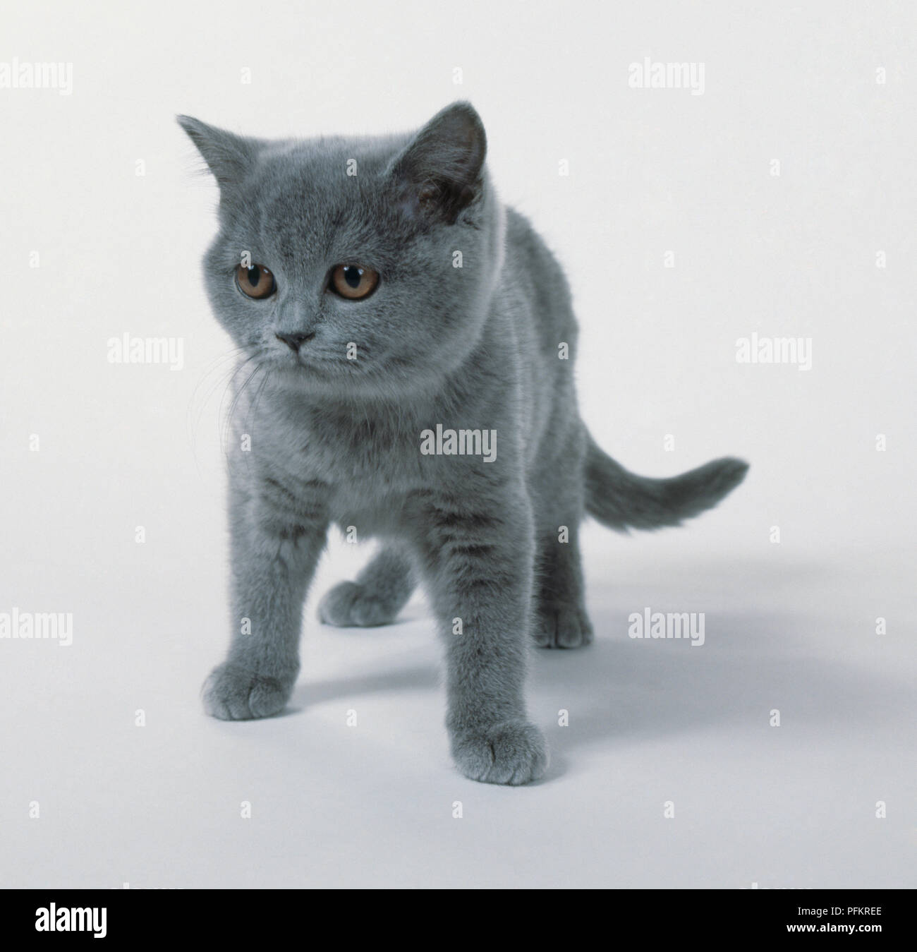 Chaton Chartreux Debout Vue De Face Photo Stock Alamy