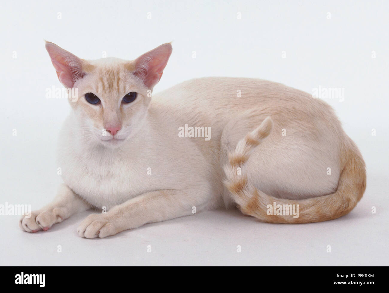 Chat Siamois Red Tabby Point Avec Couche De Blanc Avec Une Touche D Abricot Et Clairement Definis Les Anneaux De La Queue En Position Couchee Photo Stock Alamy Chat Siamois Red Tabby Point Avec Couche De Blanc Avec Une Touche D Abricot Et Clairement Definis Les Anneaux De La Queue En Position Couchee Photo Stock Alamy