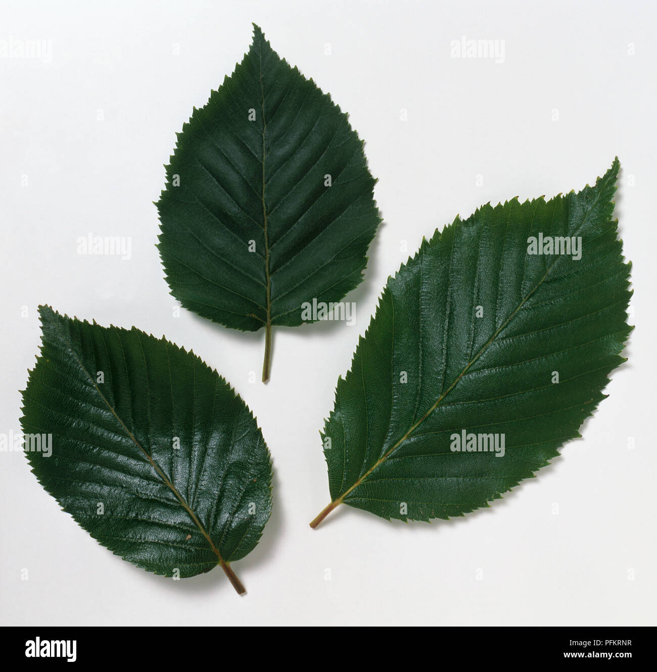 Feuilles ovales, vert profond de Betula utilis var. jacquemontii 'Silver Shadow', avec des marges dentées nettement et brucelles Banque D'Images