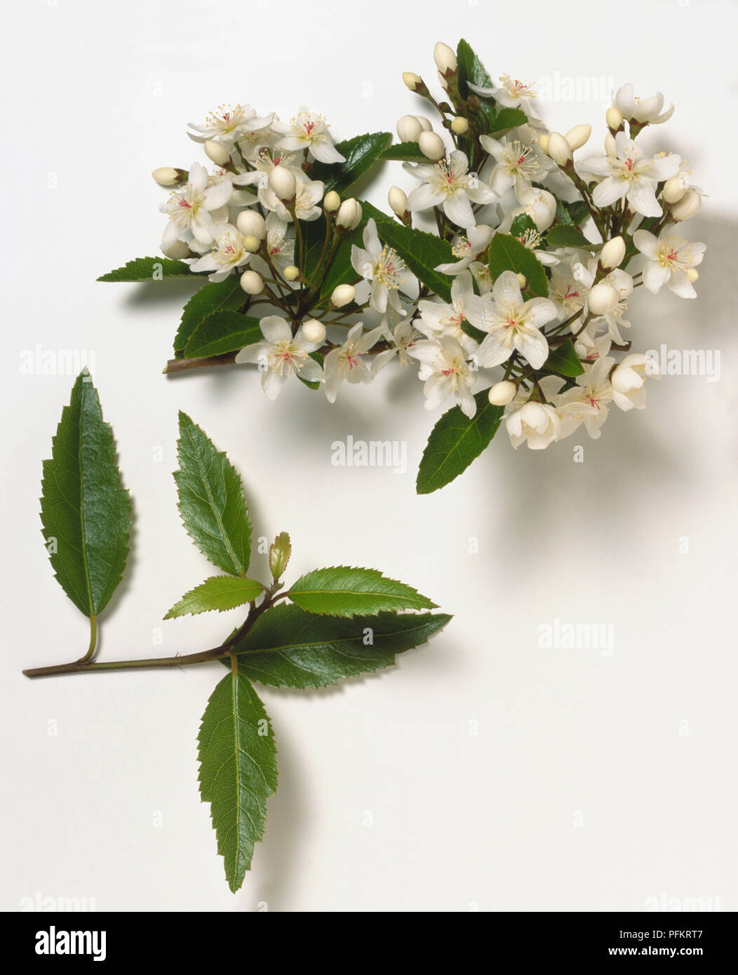 Hoheria sexstylosa, Malvaceae, Lacebark, fortement dentées, brillant, à feuilles vert foncé, et les petits, en forme d'étoiles, de fleurs blanches en grappes à l'aisselle des feuilles. Banque D'Images