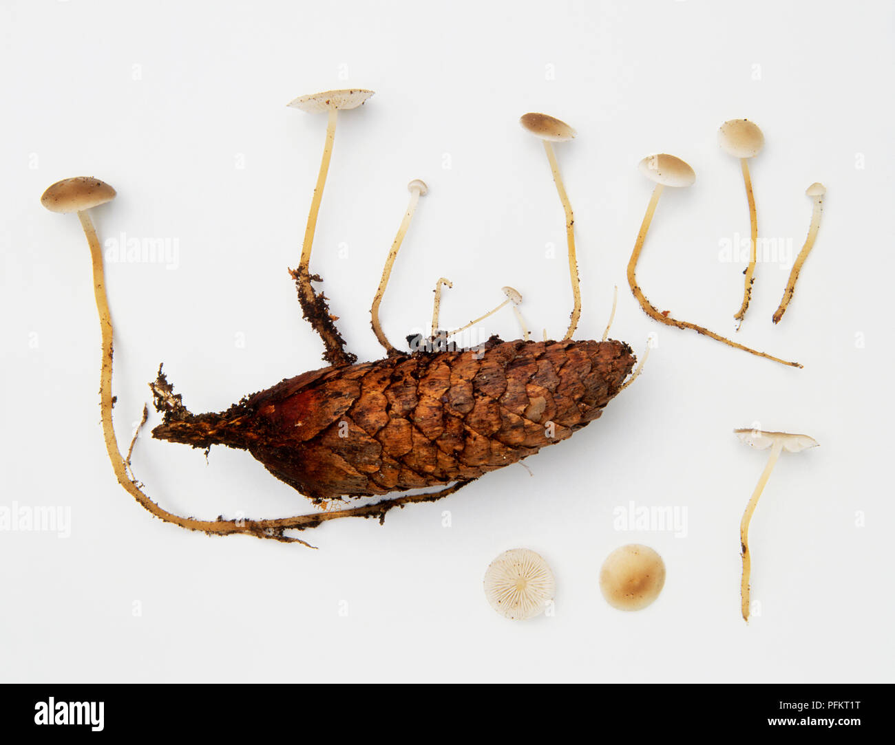 Strobilurus esculentus (Sprucecone toadstool), champignons, fruit d'pincecone en décomposition, avec vue sur cap et les branchies Banque D'Images