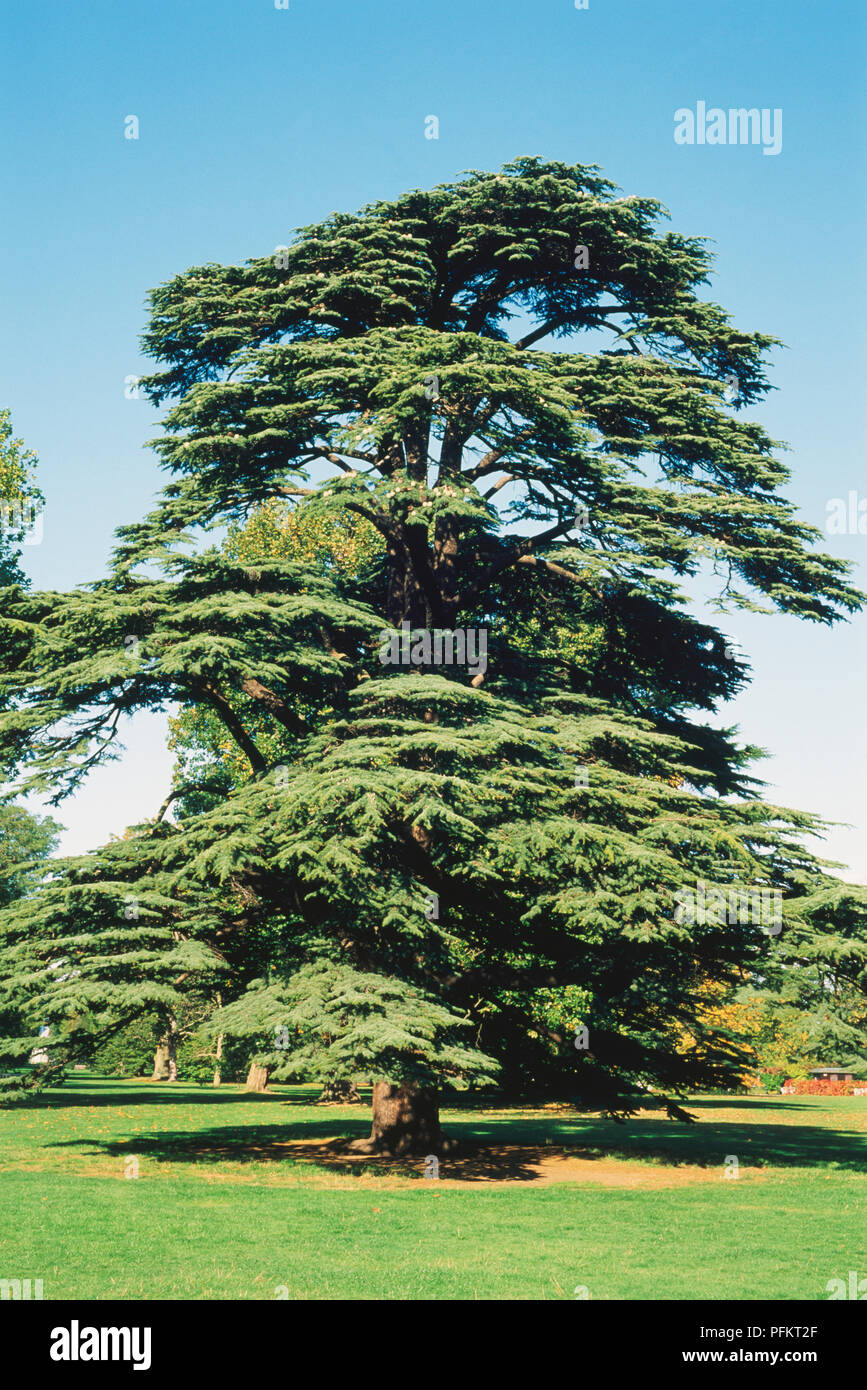 Cedrus libani, cèdre du Liban. Banque D'Images