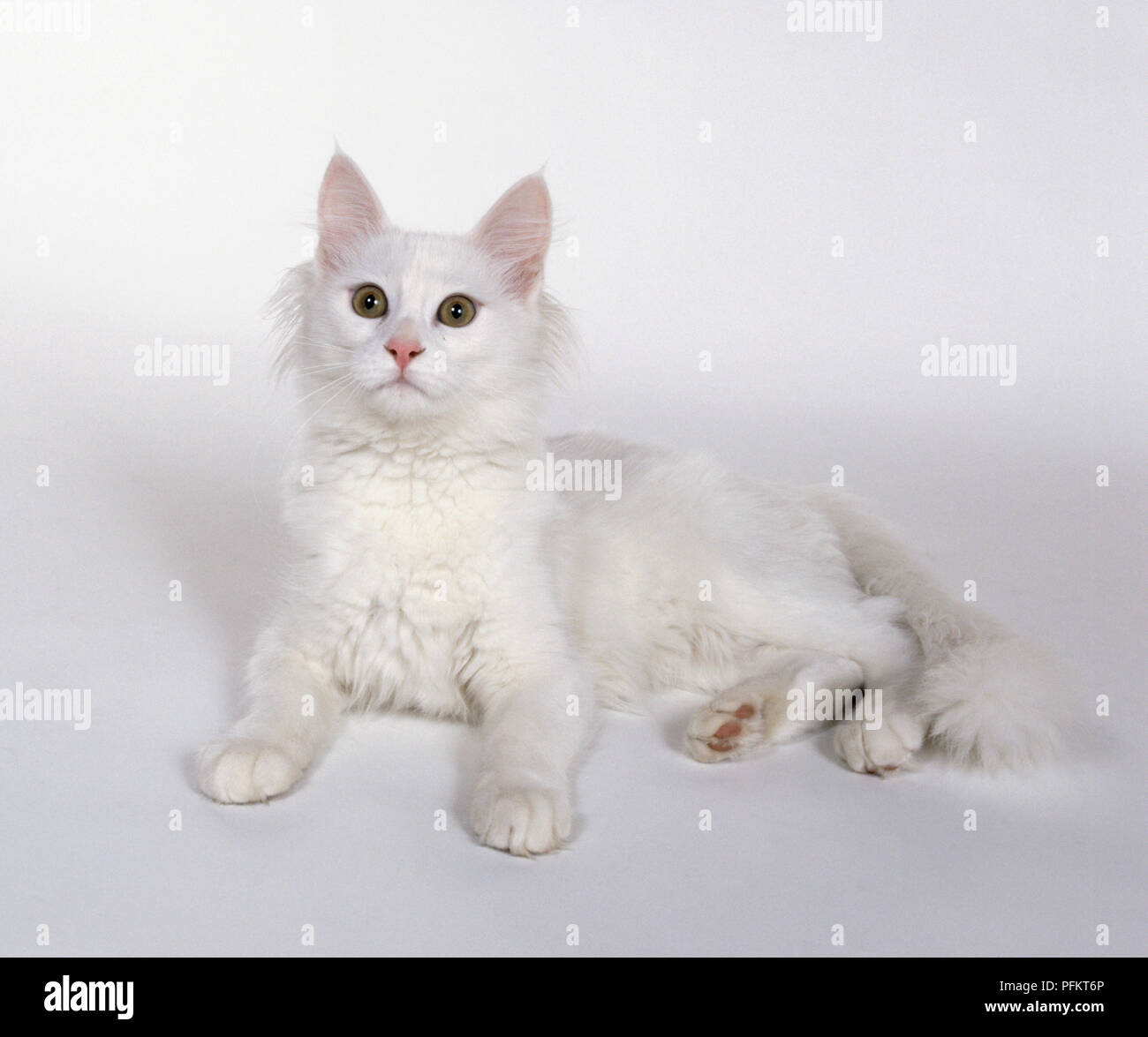 Angora Turc Chat Blanc A Poils Longs Avec Des Yeux En Amande Et Des Cheveux Plus Ruff Autour Du Cou Couche Photo Stock Alamy