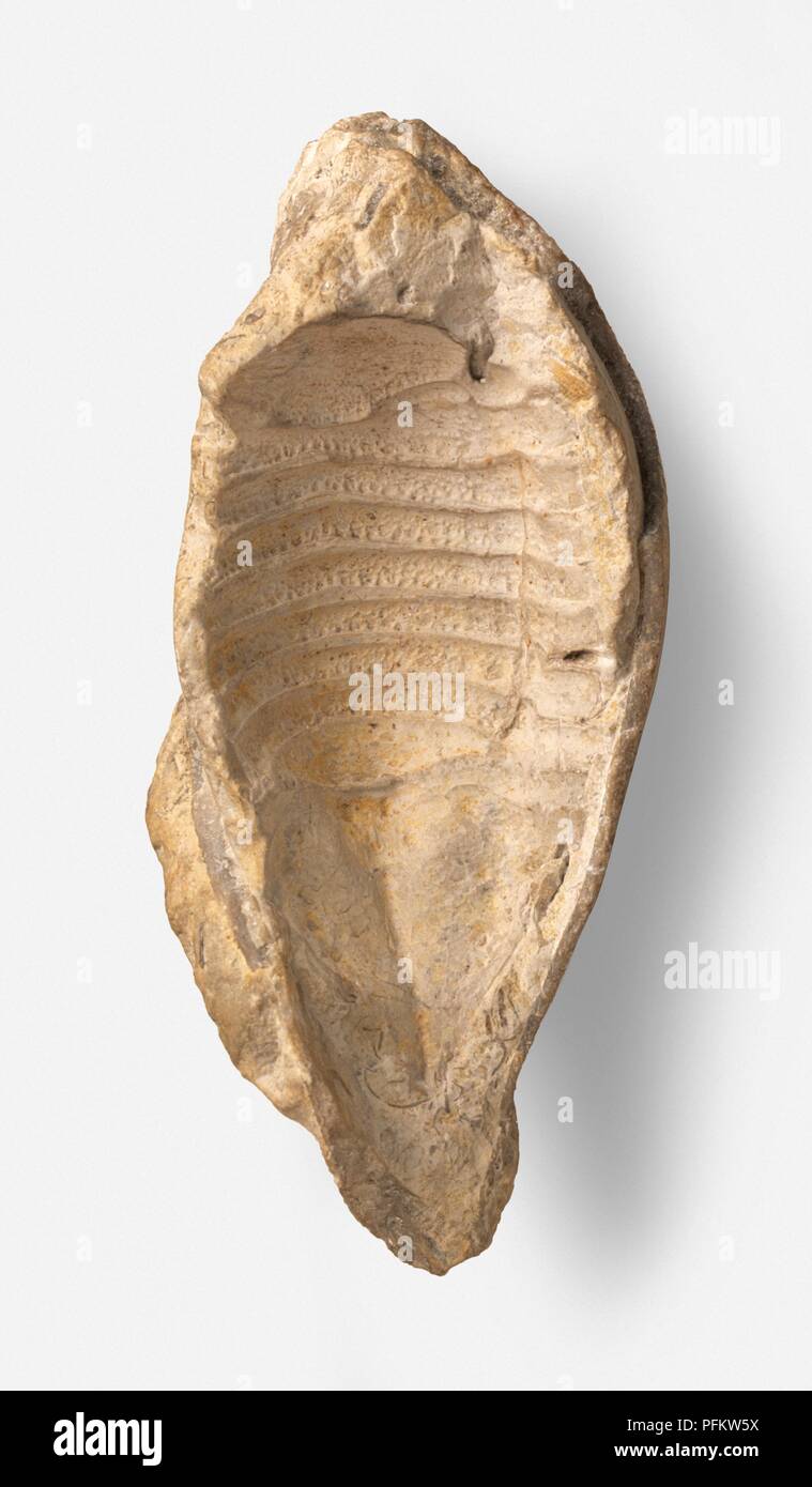 Coque externe d'Cyclosphaeroma fossilisé Banque D'Images