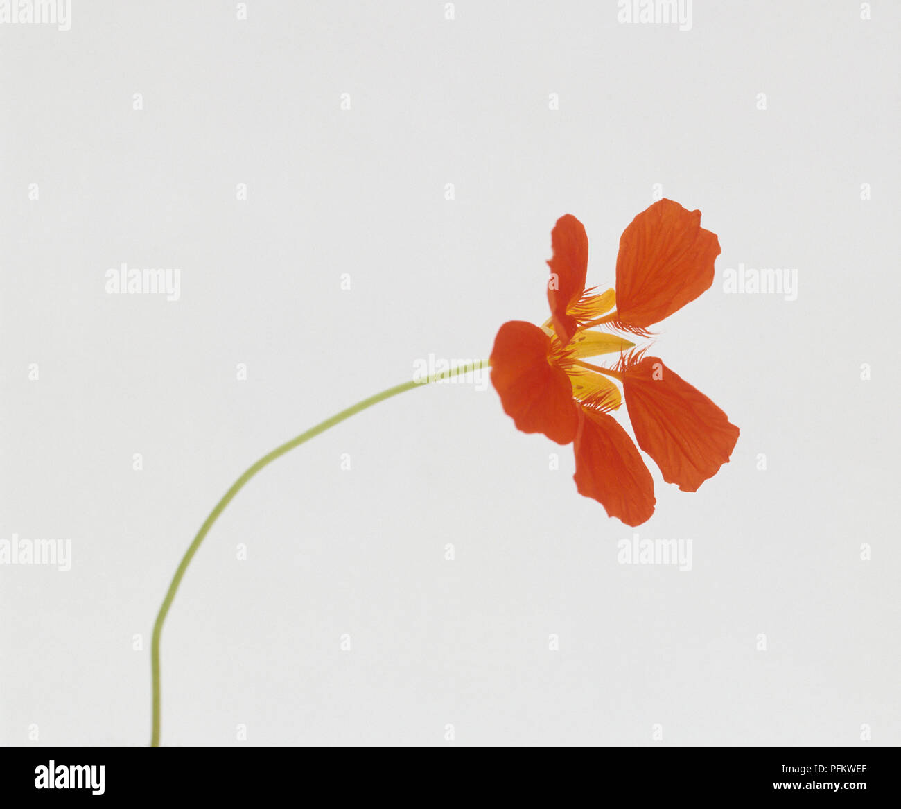 Fleur de Capucine, close-up Banque D'Images