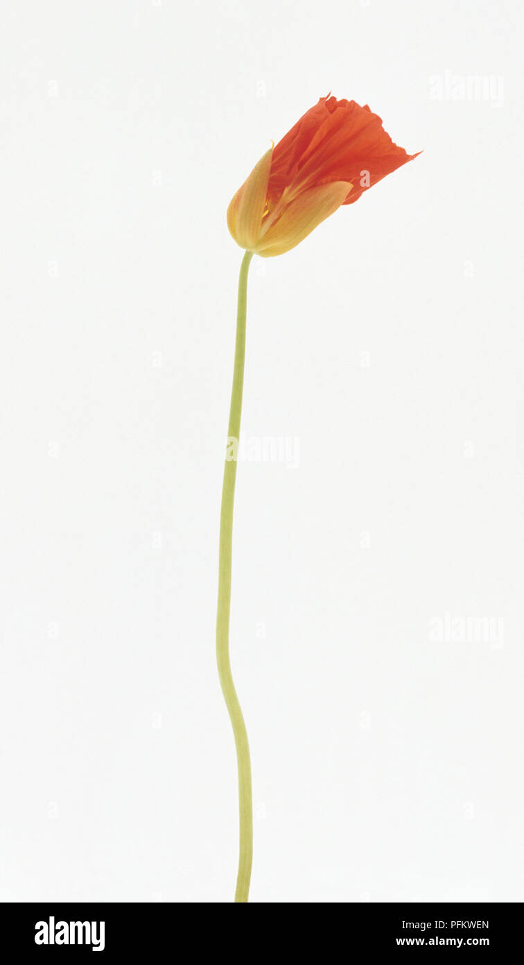 Fleurs de capucines début pour ouvrir, close-up Banque D'Images