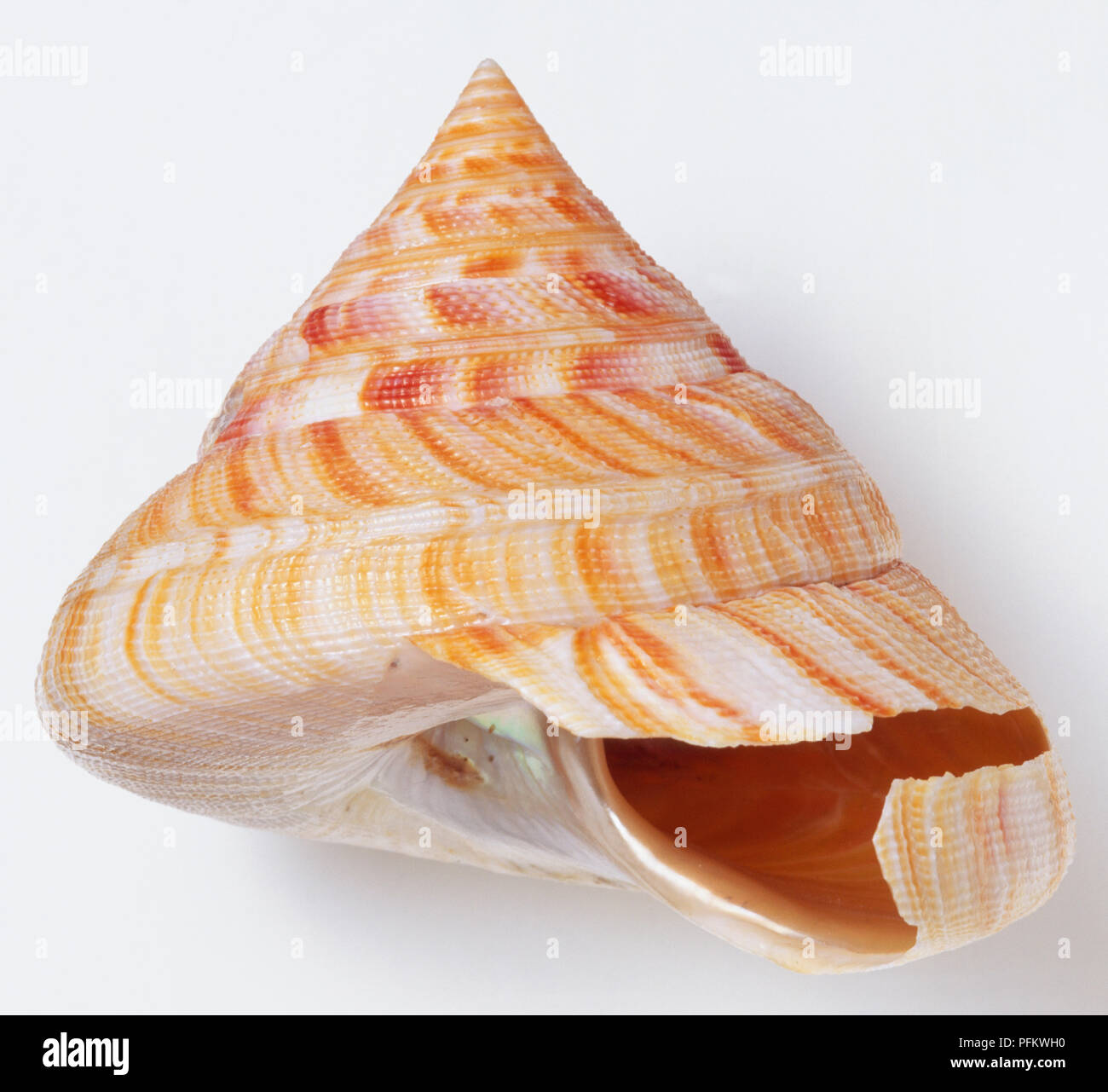 Perotrochus hirasei, vue latérale d'Hirase Fente du shell, avec une haute flèche et incliné fortement base, couleur blanc crème strié de rouge orange. Banque D'Images