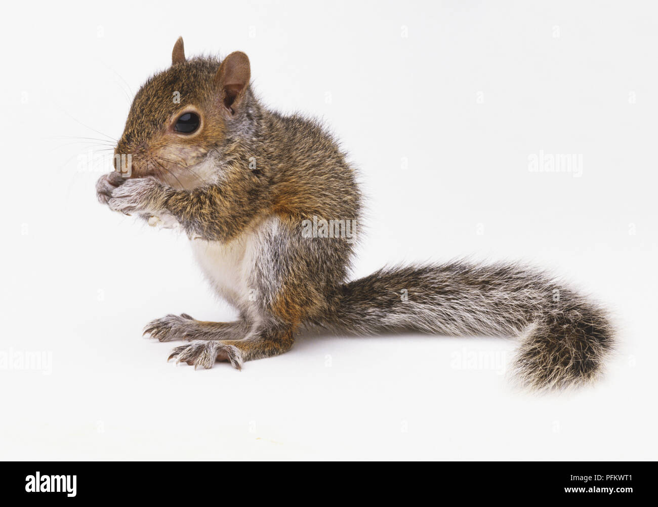 L'Écureuil gris (Sciurus carolinensis) assis et de grignotage, side view Banque D'Images