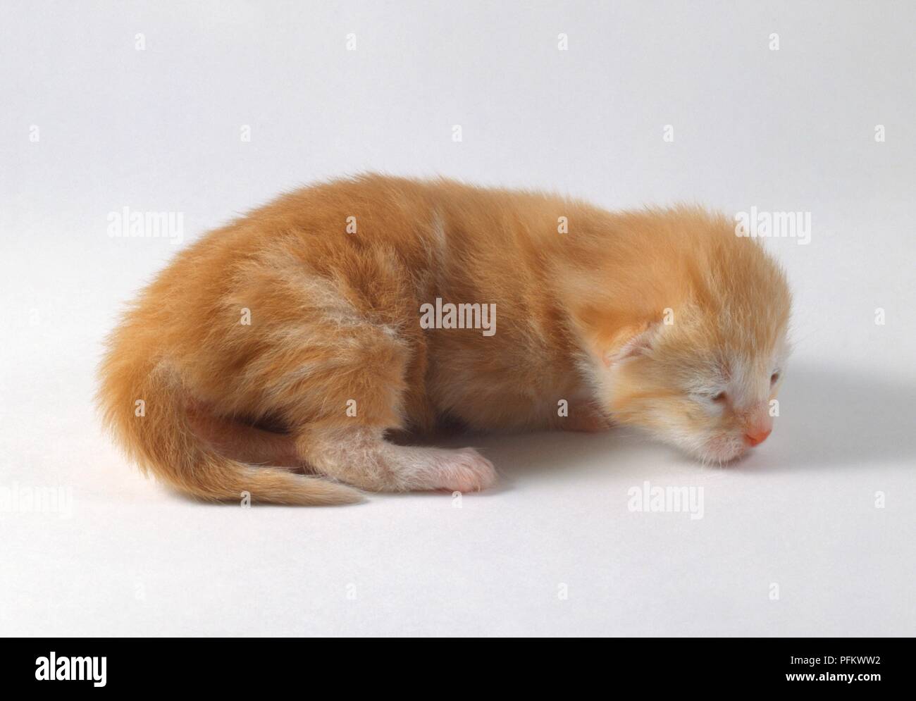 Quatre jours ginger tabby kitten Banque D'Images