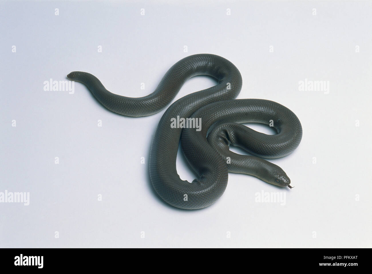 Le boa caoutchouc (Charina bottae), serpent vert foncé, recroquevillé Banque D'Images