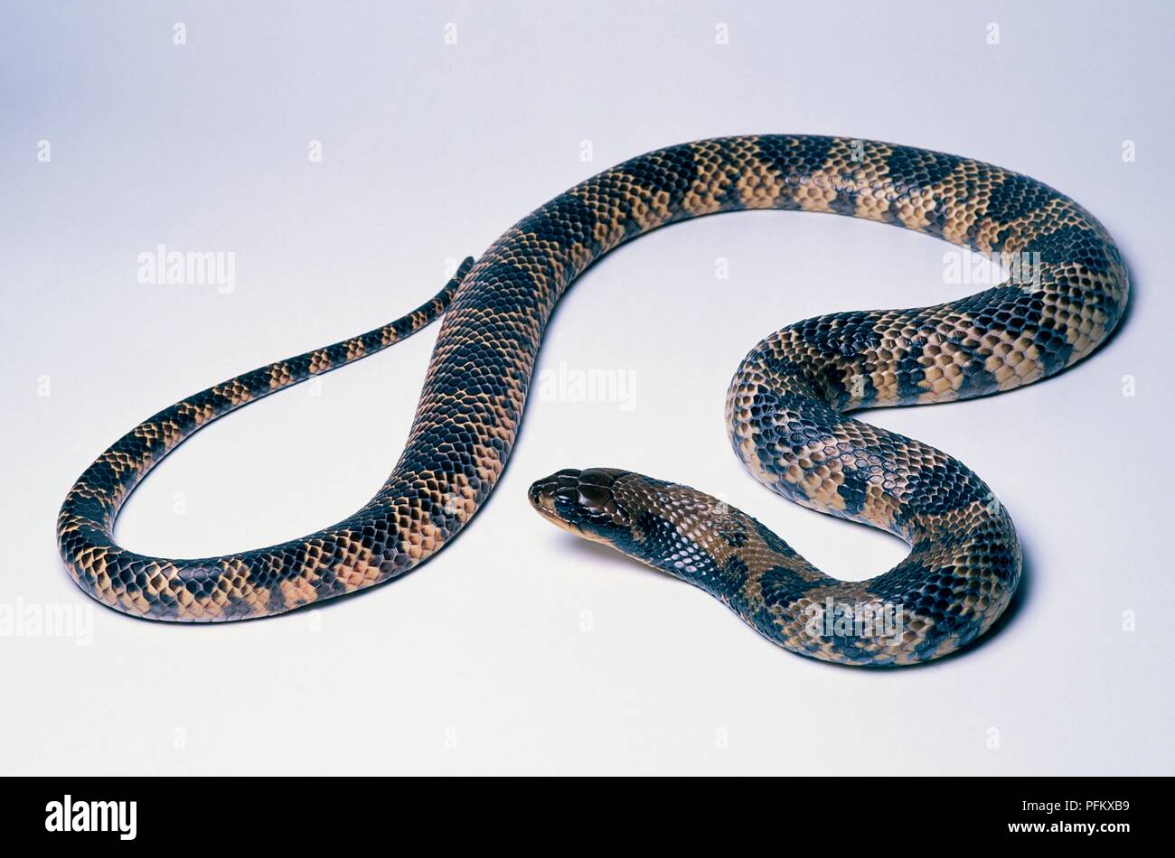 De l'eau faux cobra (Hydrodynastes gigas), semi-aquatique snake Banque D'Images