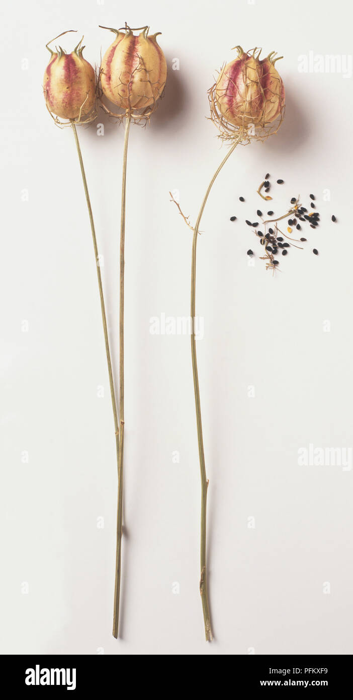 Les graines séchées et flowerheads de Nigella damascena, amour-dans-un-Mist Banque D'Images