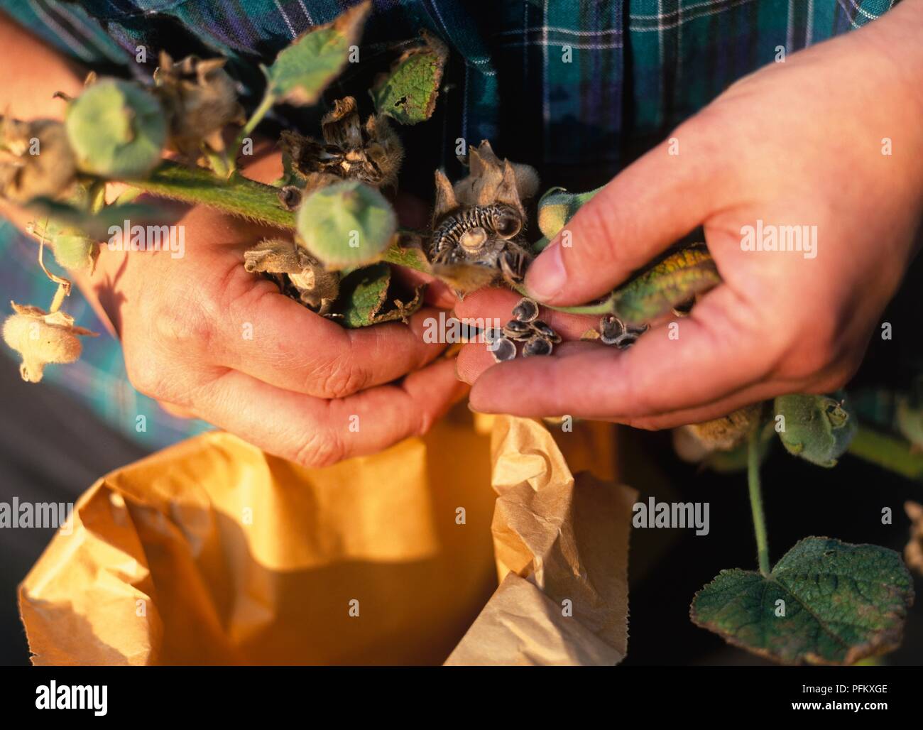 Mains dépose les graines mûres de Alcea rosea (Rose Trémière) au-dessus de sac de papier, close-up Banque D'Images