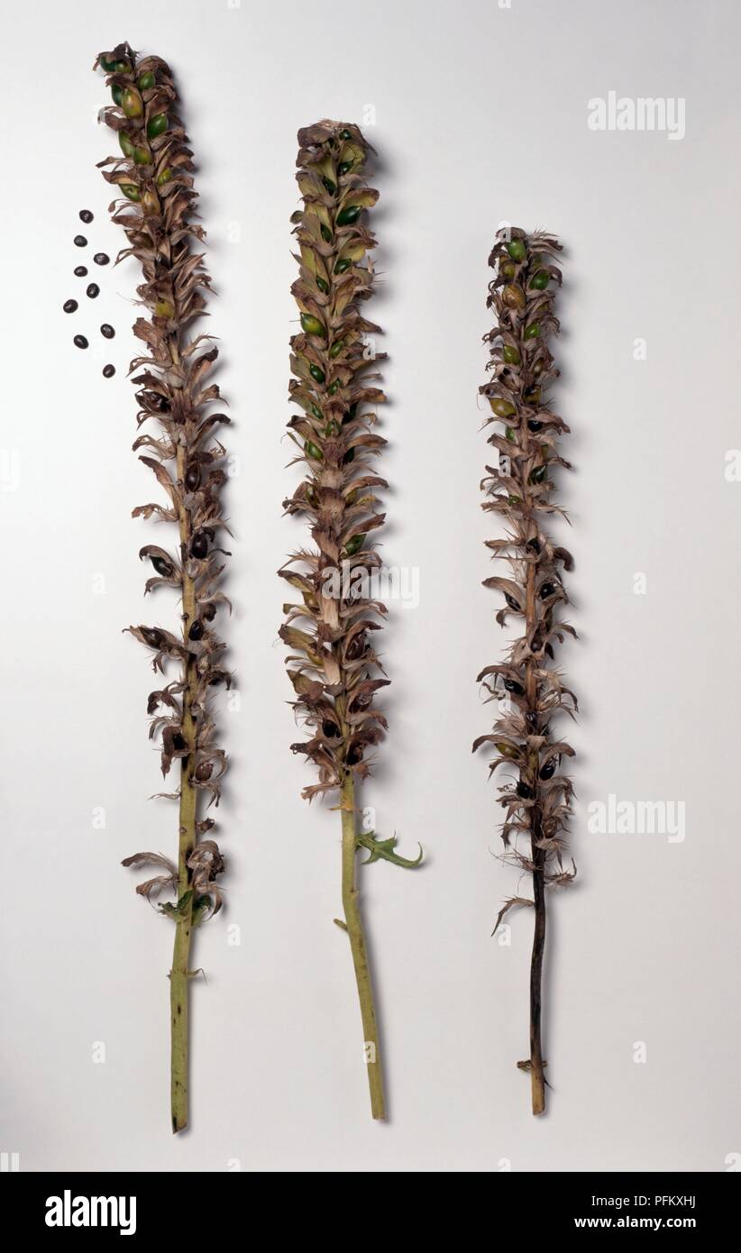 Lupinus (lupin) séché des fleurs sur tiges hautes montrant les coupelles de  semences et graines en vrac Photo Stock - Alamy