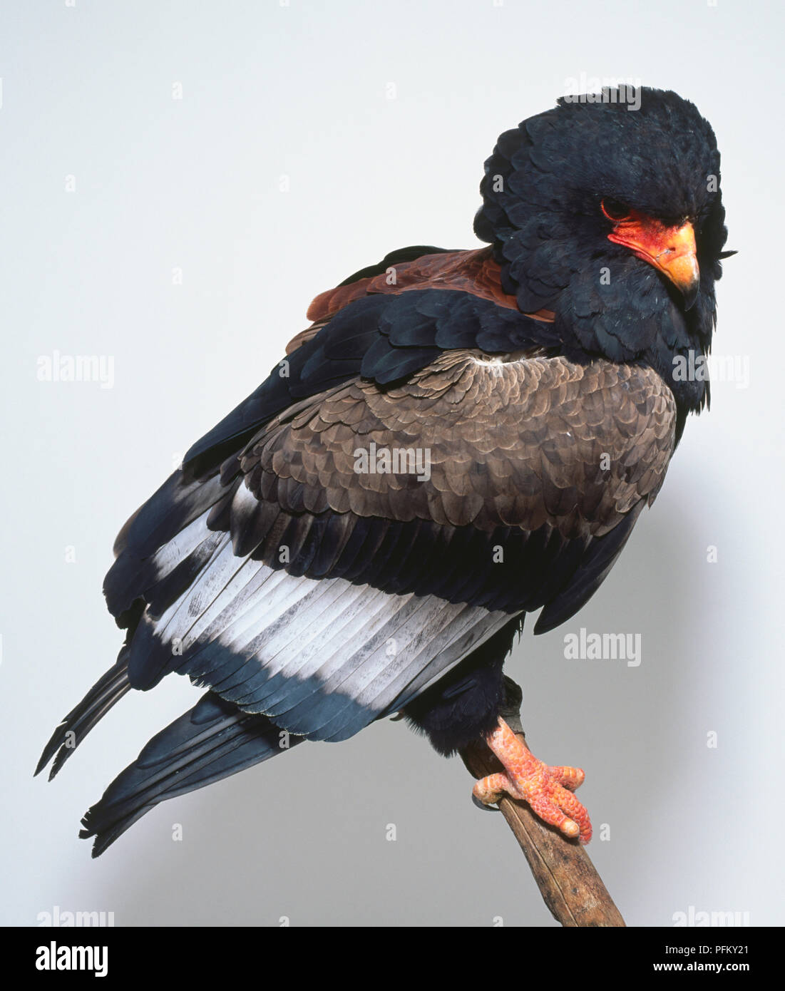 Griffe d'aigle pivotante 3 voies, finition noire, taille 6