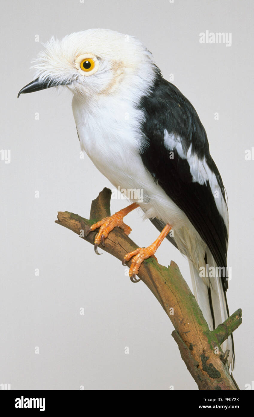 Vue latérale d'un Helmet-Shrike Prionops plumata, Blanc, perché sur une branche, avec la tête de profil. Banque D'Images