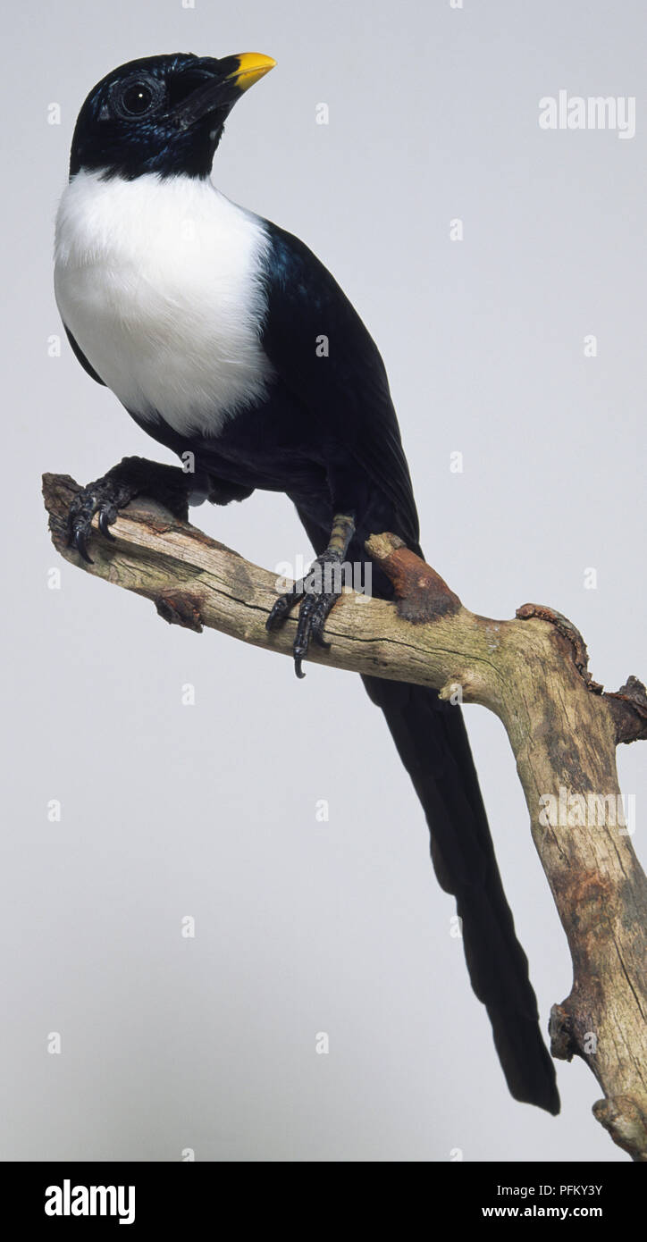 Vue latérale d'un White-Necked Myna sous-espèce du sud avec la tête de profil regardant vers le haut, perché sur une branche, montrant ses jambes courtes et fortes se percher, longue queue avec embout conique. Banque D'Images