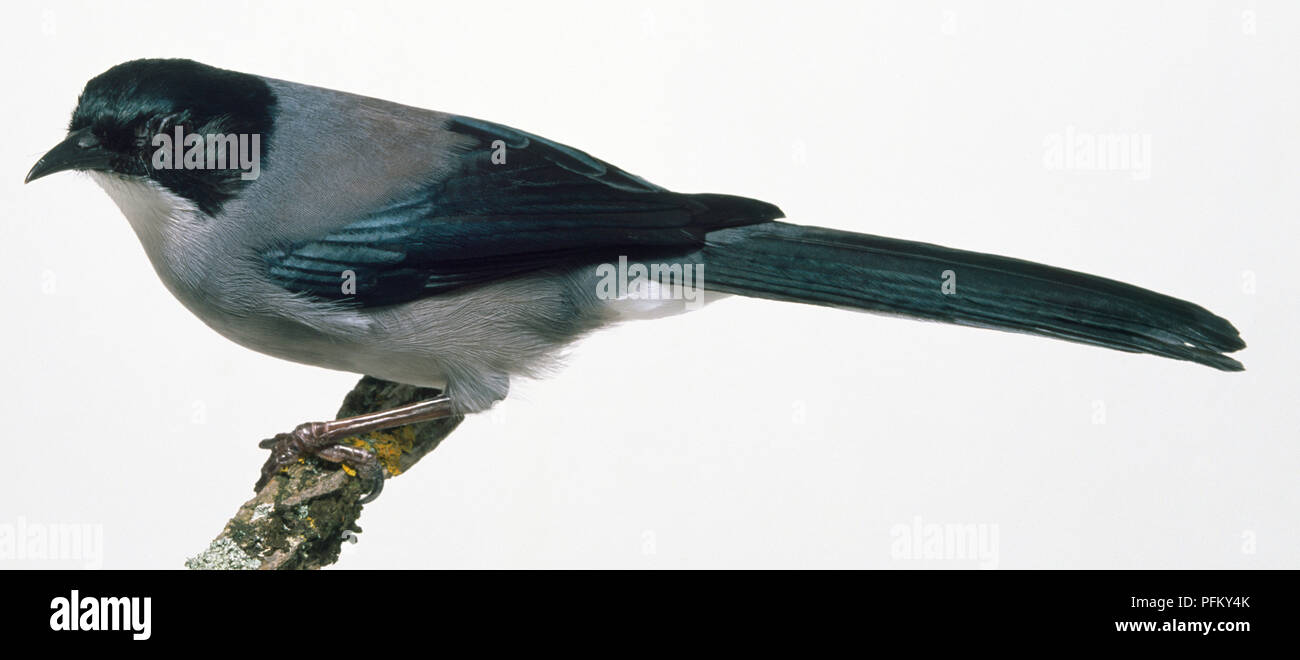 Vue latérale d'un Bruant Sibia, perché sur une branche couverte de lichen. Banque D'Images