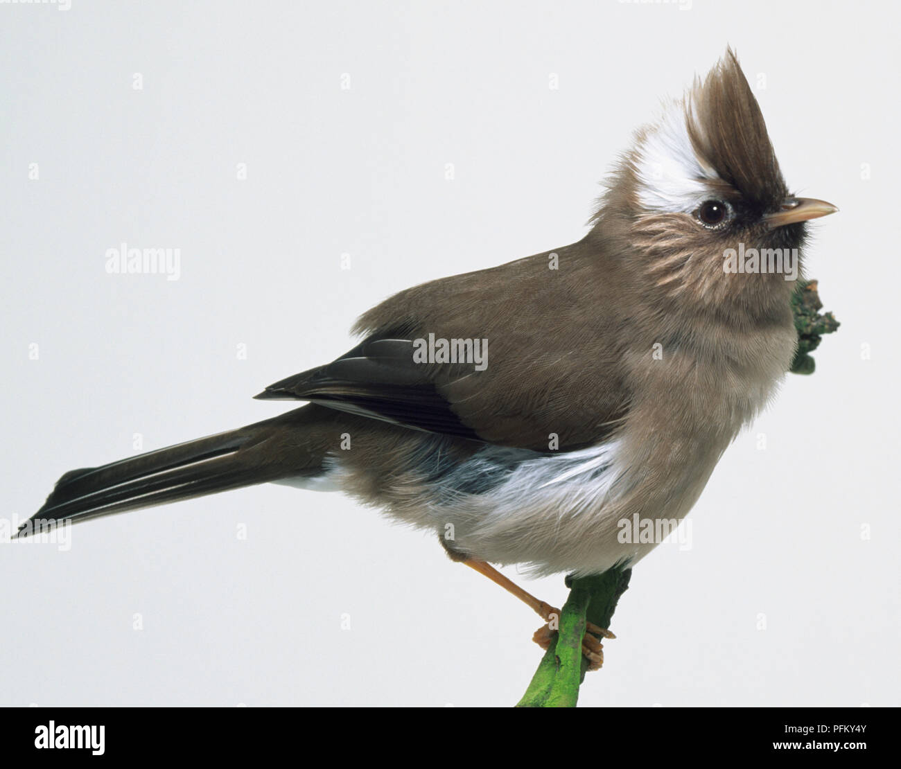 Vue latérale d'un White-Naped Yuhina, perché sur une fine branche couverts de mousse, avec sa tête de profil affichant la tignasse crest. Banque D'Images