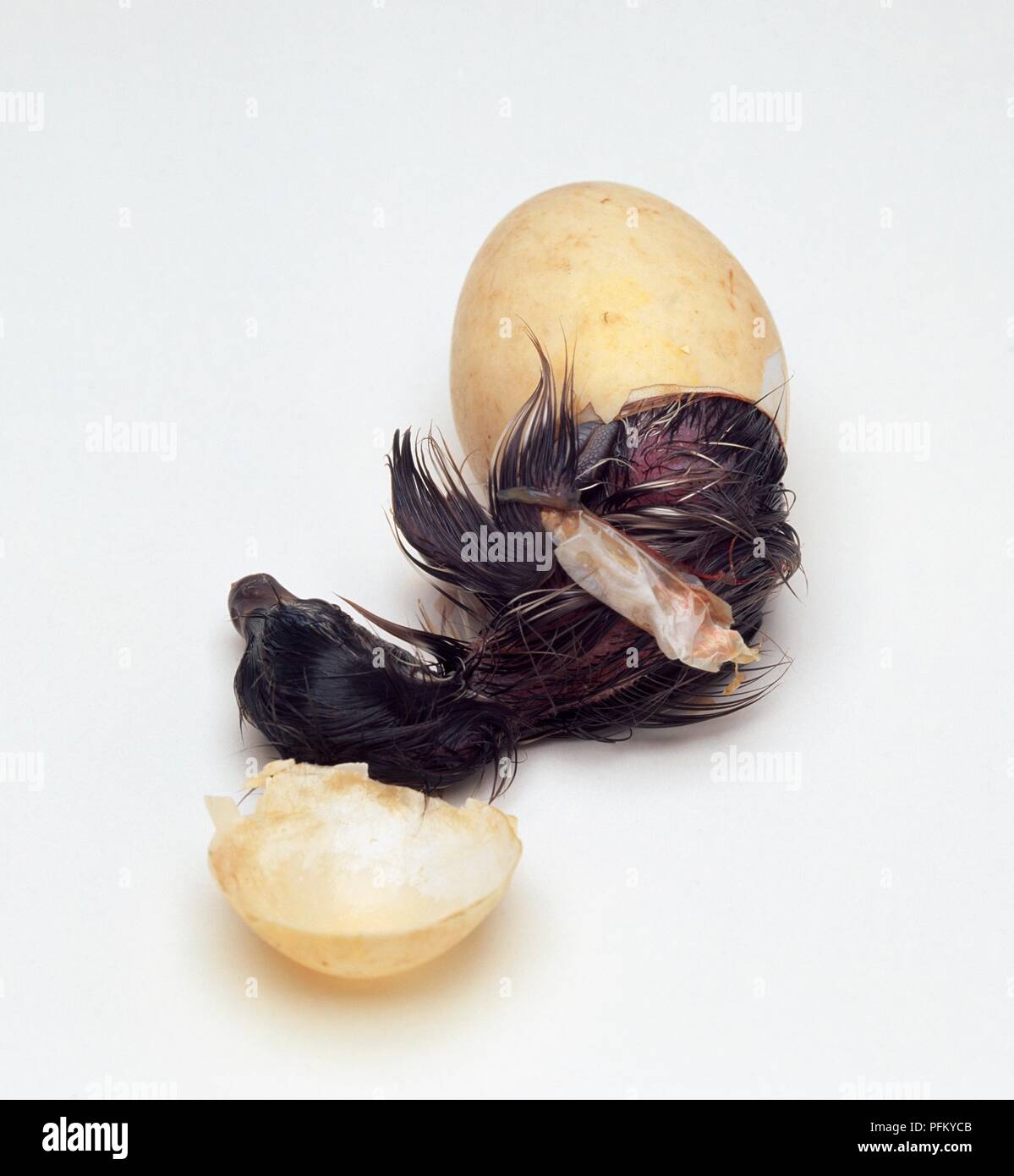 Canard à crinière (Chenonetta jubata), hatchling presque hors de la coquille Banque D'Images