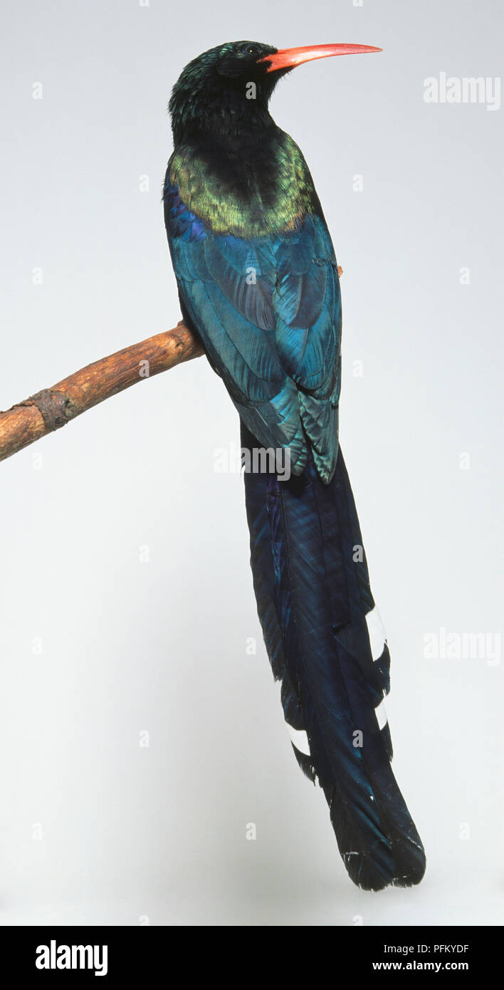 Vue arrière d'un Wood-Hoopoe Phoeniculus purpureus, vert, perché sur une branche, avec la tête de profil montrant la longue, fine, légèrement courbé facture orange, brillant plumage, les barres blanches sur les plumes de la queue, et long, effilé de la queue. Banque D'Images