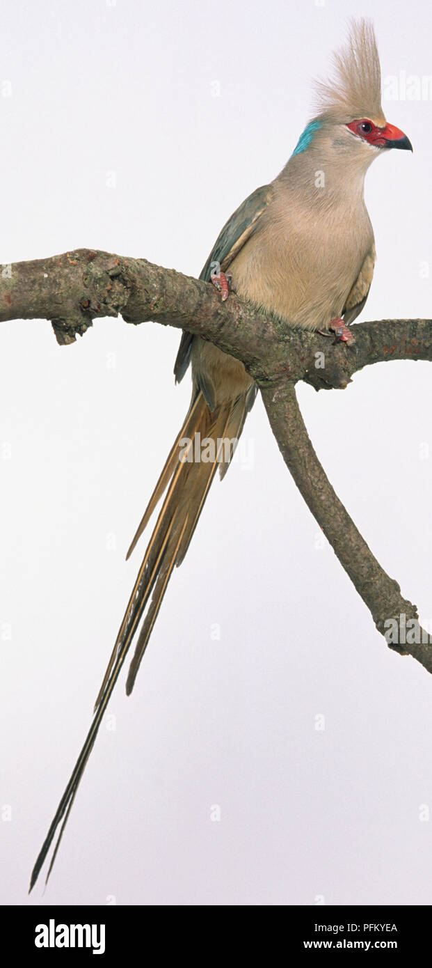 Vue frontale d'un Blue-Naped Mousebird avec tête de profil, perché sur une branche, montrant soulevées cimier sur le dessus de la tête, dans la région d'orange et noir loi loi noire inférieure, de forme allongée rectrices centrales et des rectrices externes plus courte. Banque D'Images