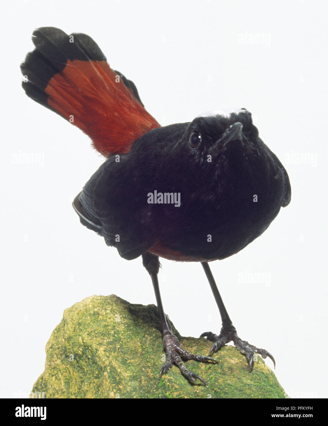 Vue frontale d'un White-Capped Chaimarrornis leucocephalus Paruline flamboyante, l'eau, perché sur un rocher couvert de lichens, avec la tête de profil, montrant le plumage noir et afficher le tail feathers. Banque D'Images